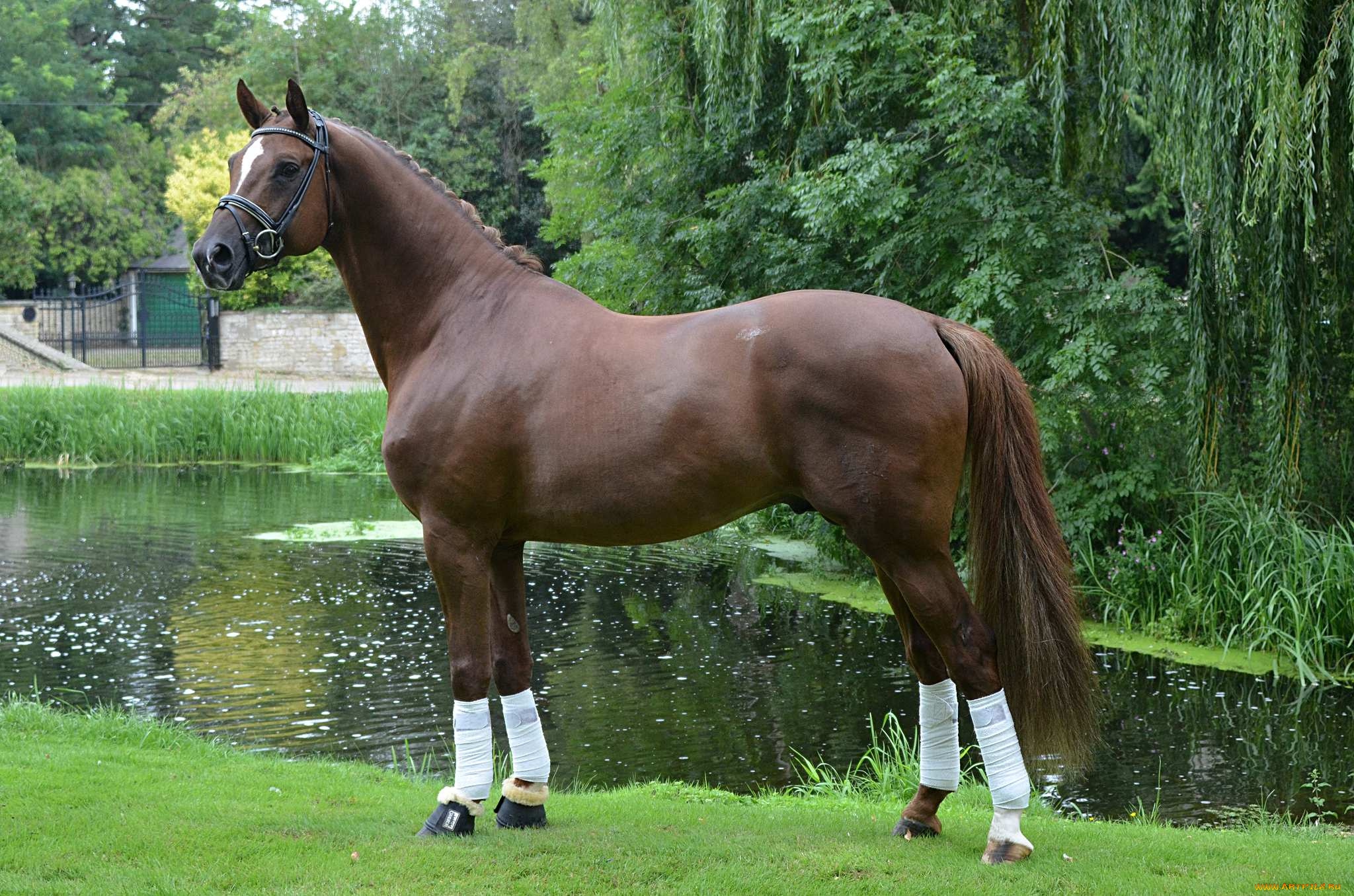 животные, лошади, гнедой, красавец