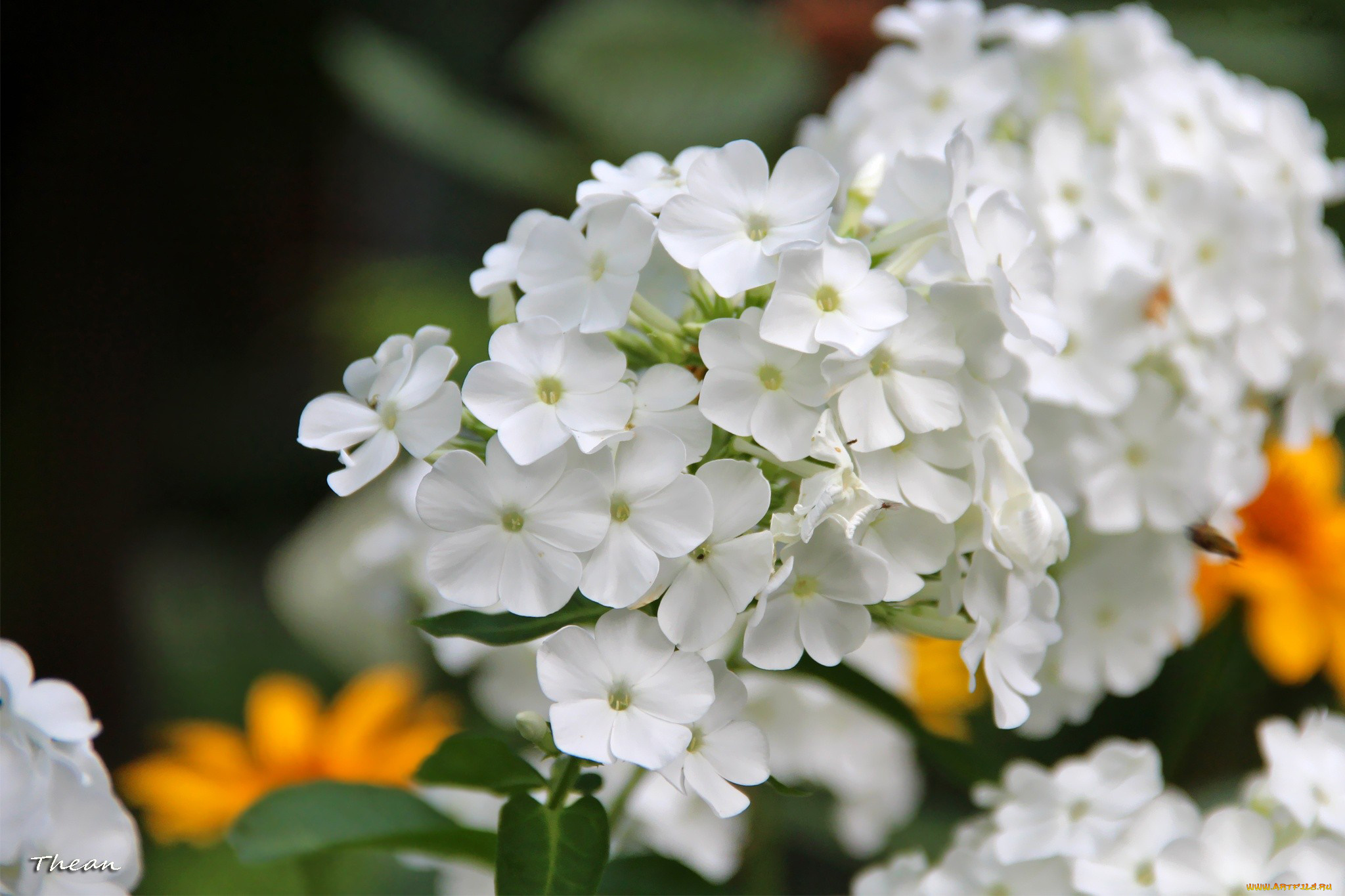 цветы, флоксы, белый