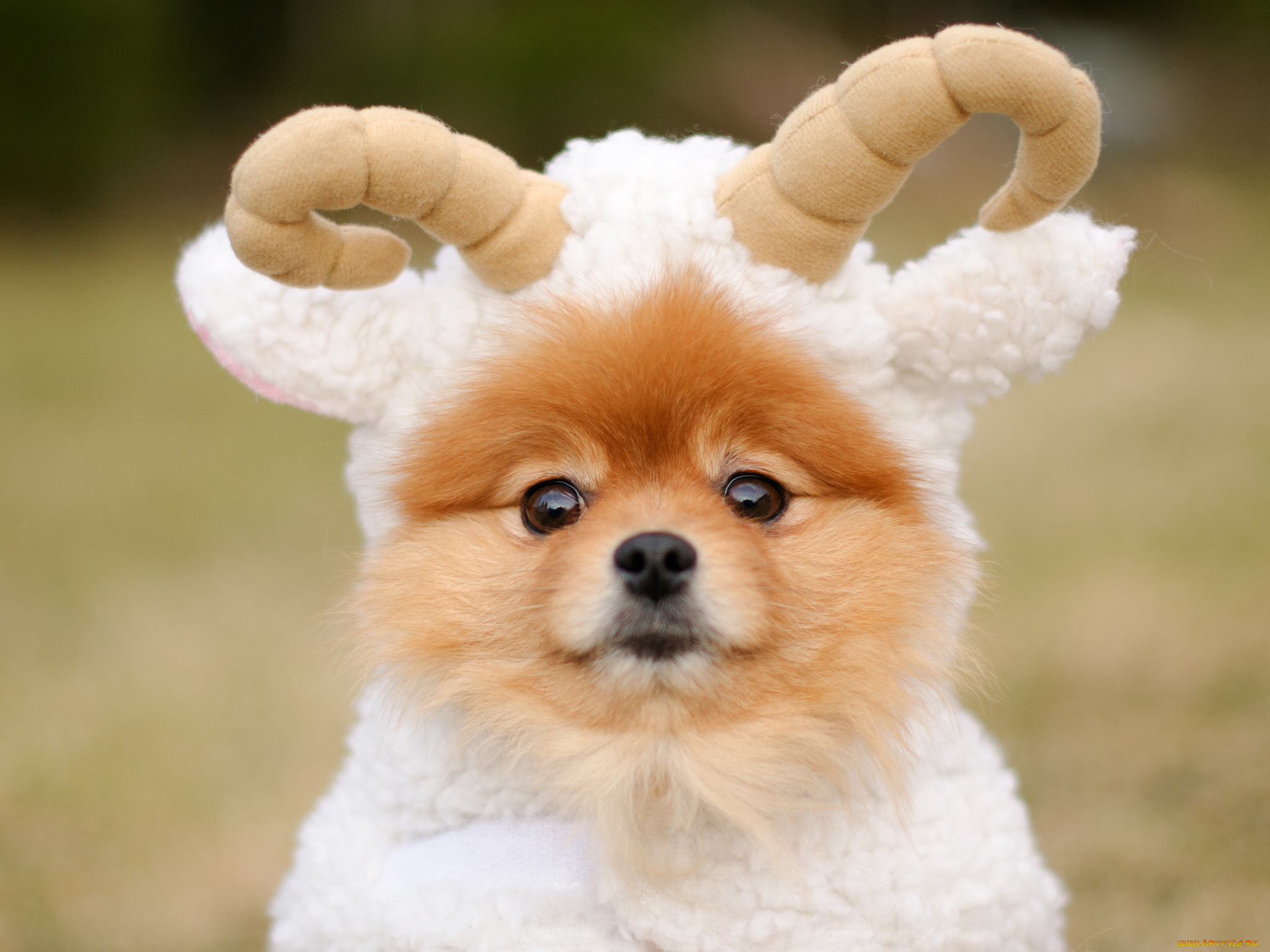 животные, собаки, шпиц, баранчик