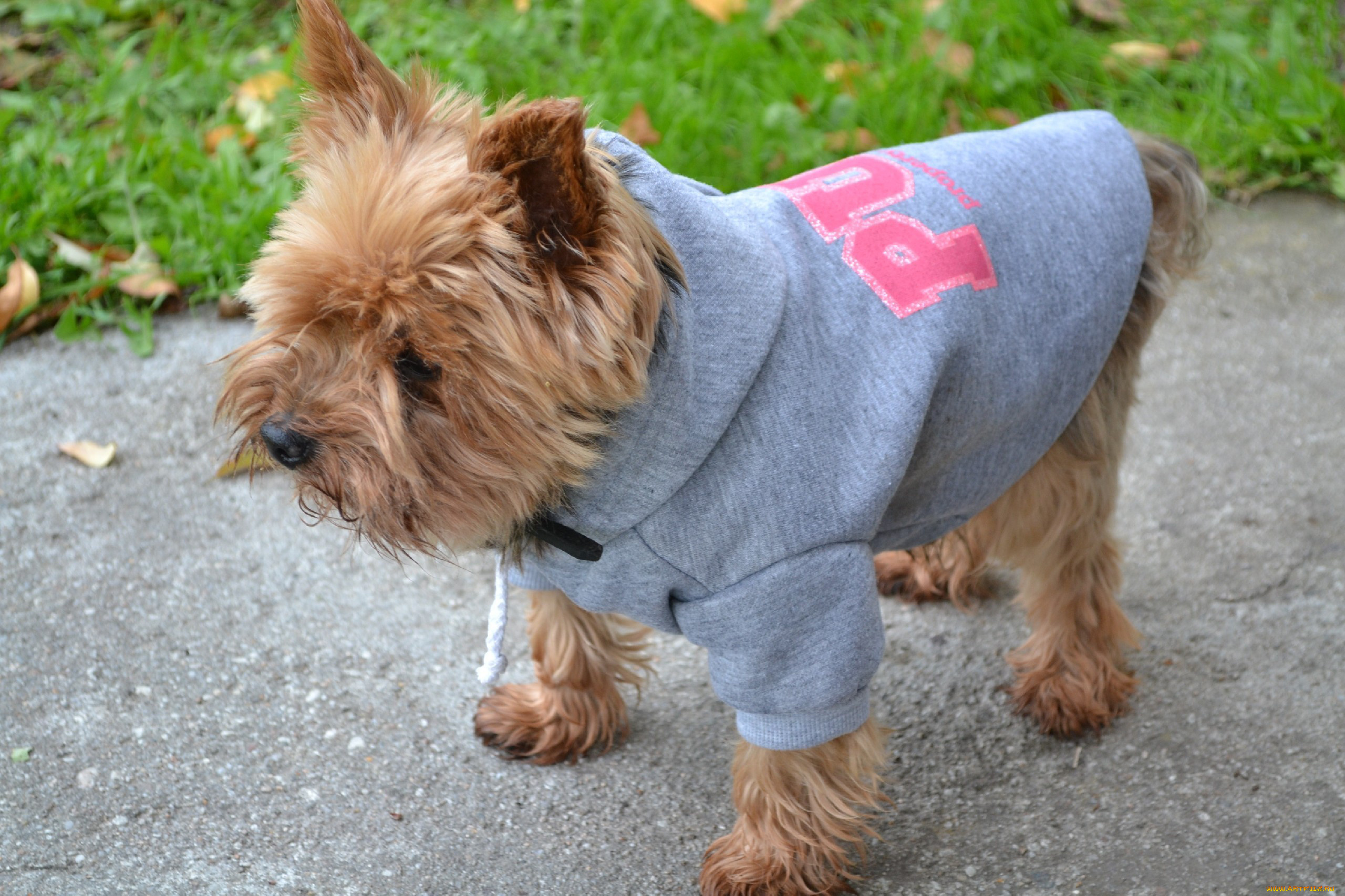 животные, собаки, байка