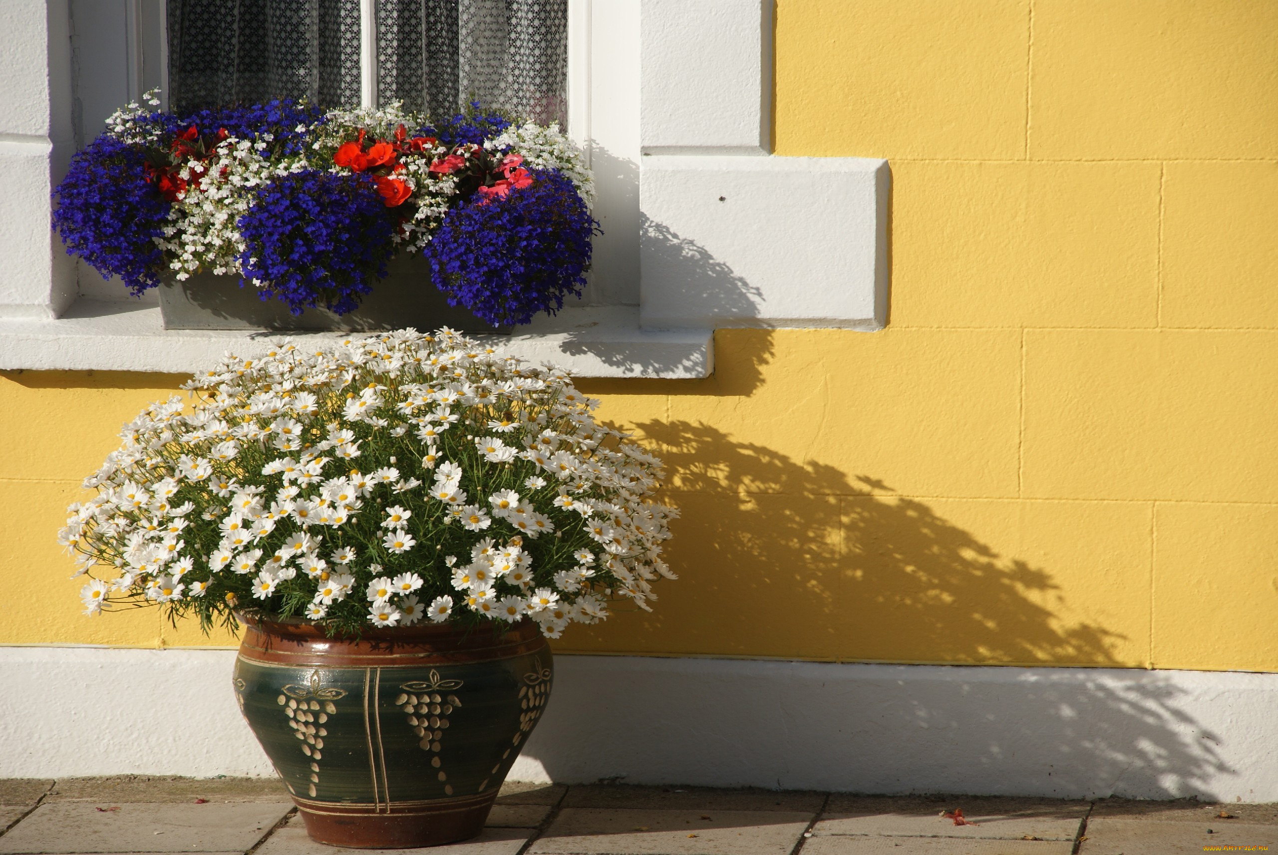 цветы, разные, вместе, лобелия, ромашки, бегония