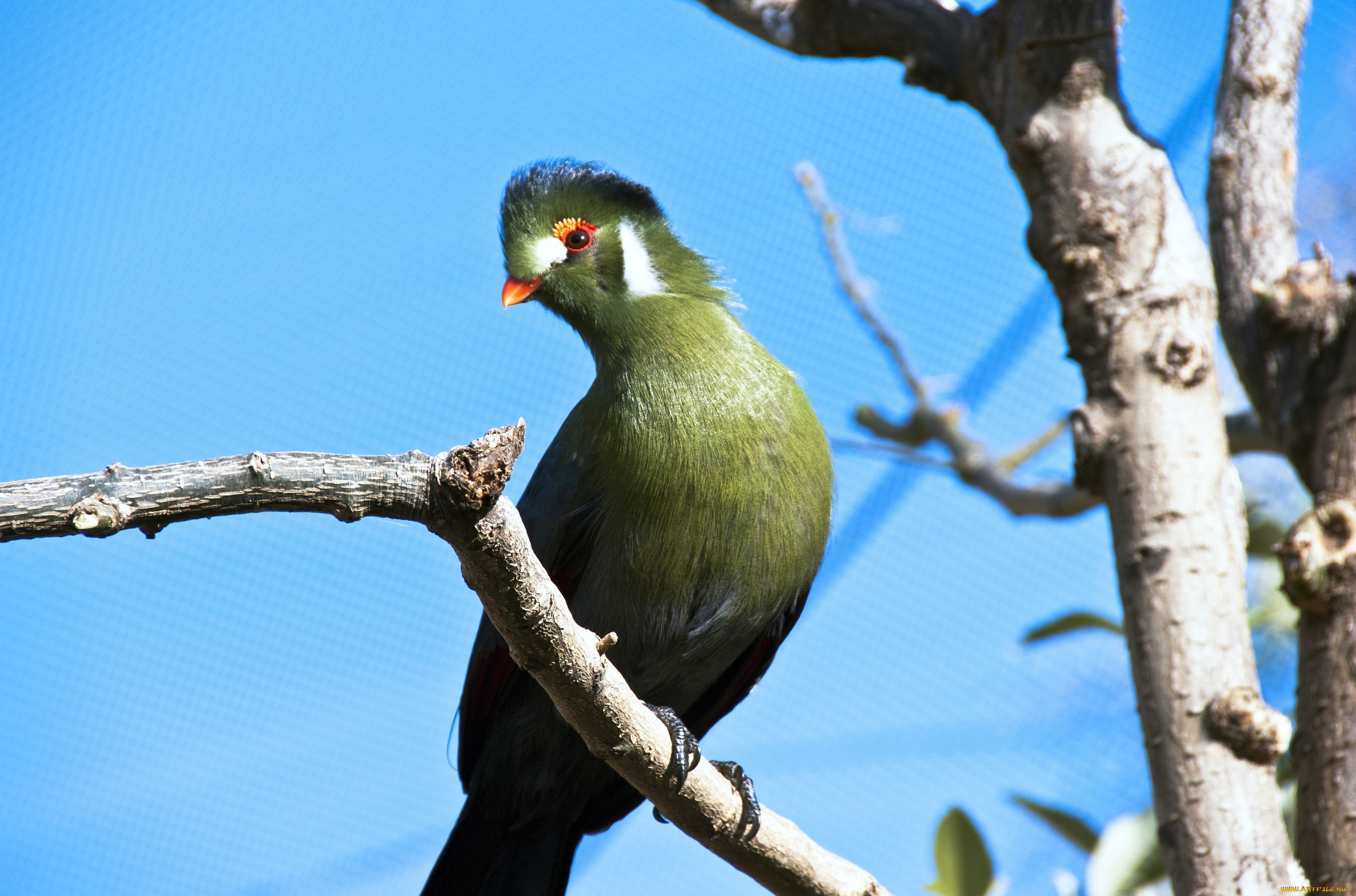 животные, турако, зеленый, хохолок