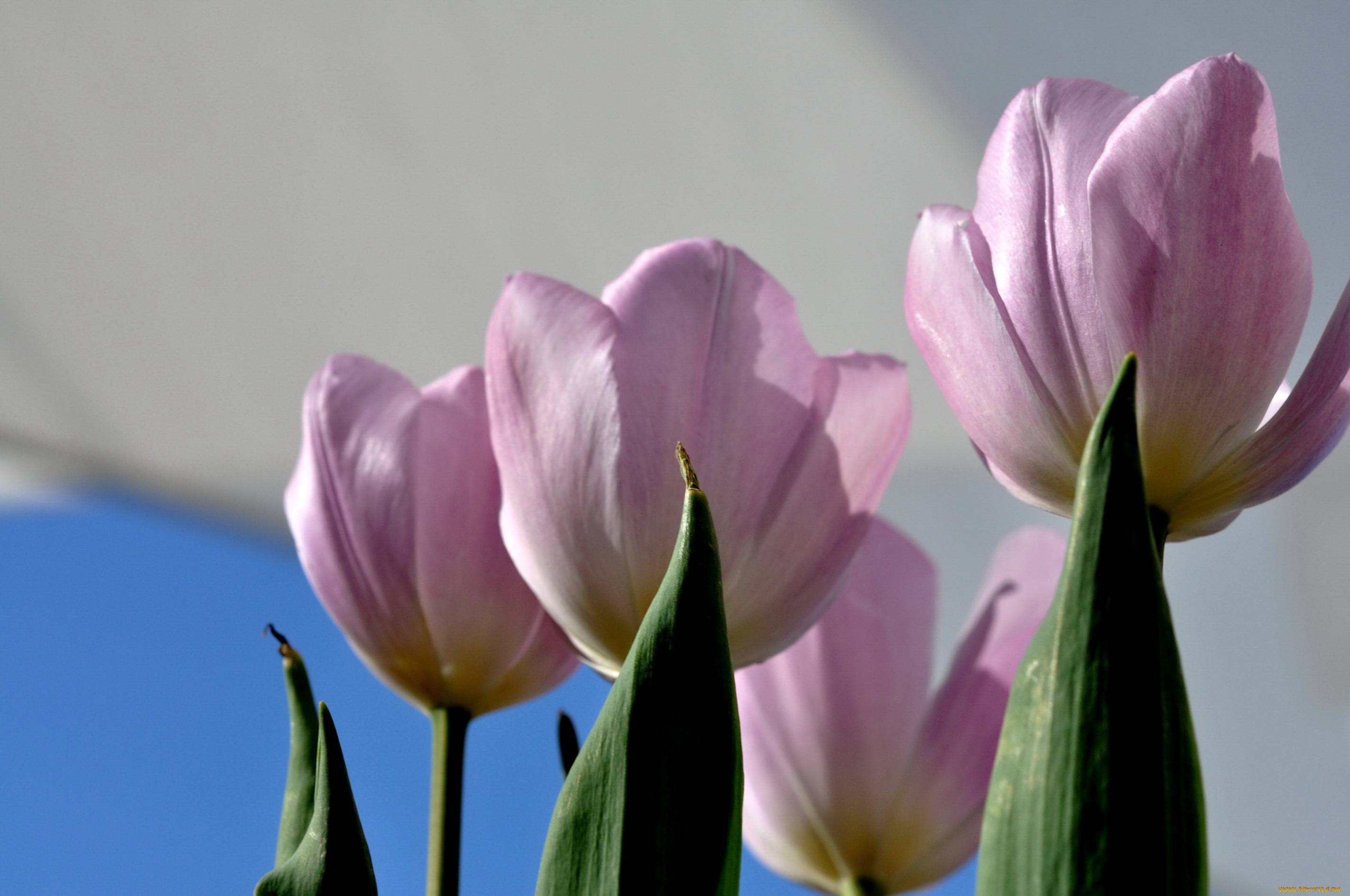 цветы, тюльпаны
