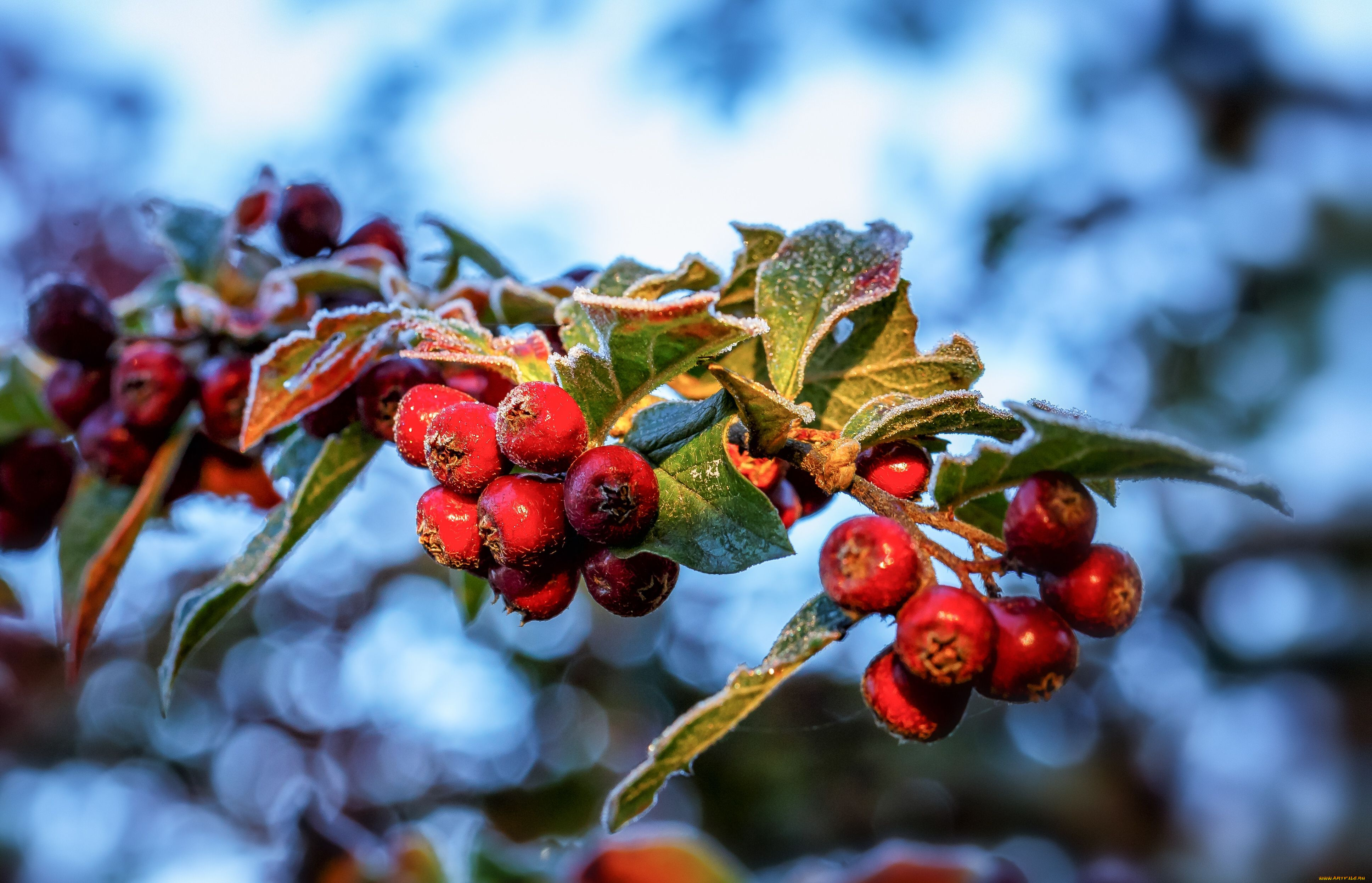 природа, Ягоды, ветка, макро, иней, листья