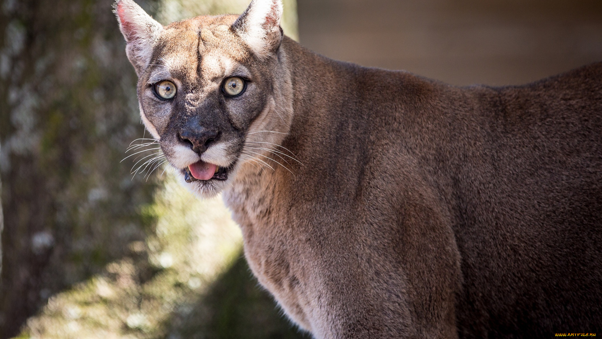 ©, james, scott, животные, пумы, кошка, кугуар, морда, язык