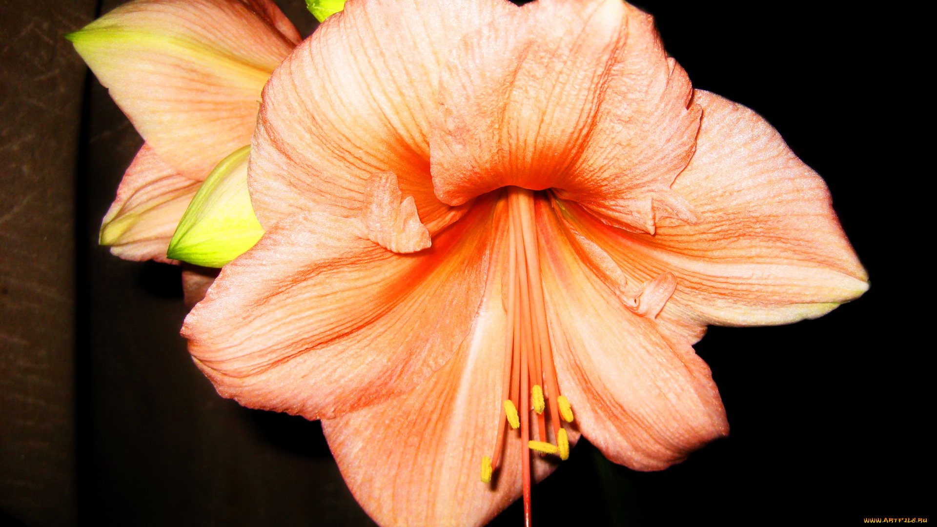 цветы, амариллисы, , гиппеаструмы, оранжевый, аммарилис, amaryllis