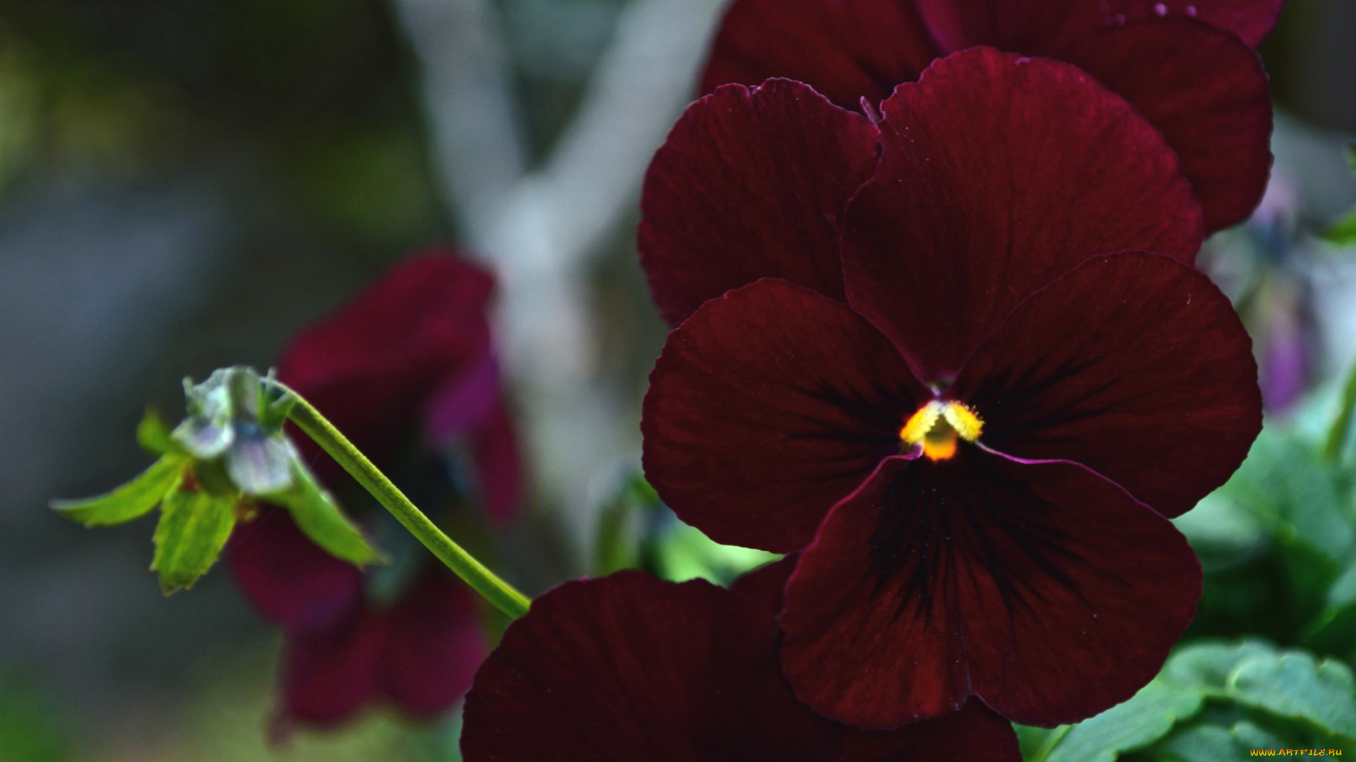 цветы, анютины, глазки, , садовые, фиалки, бордо