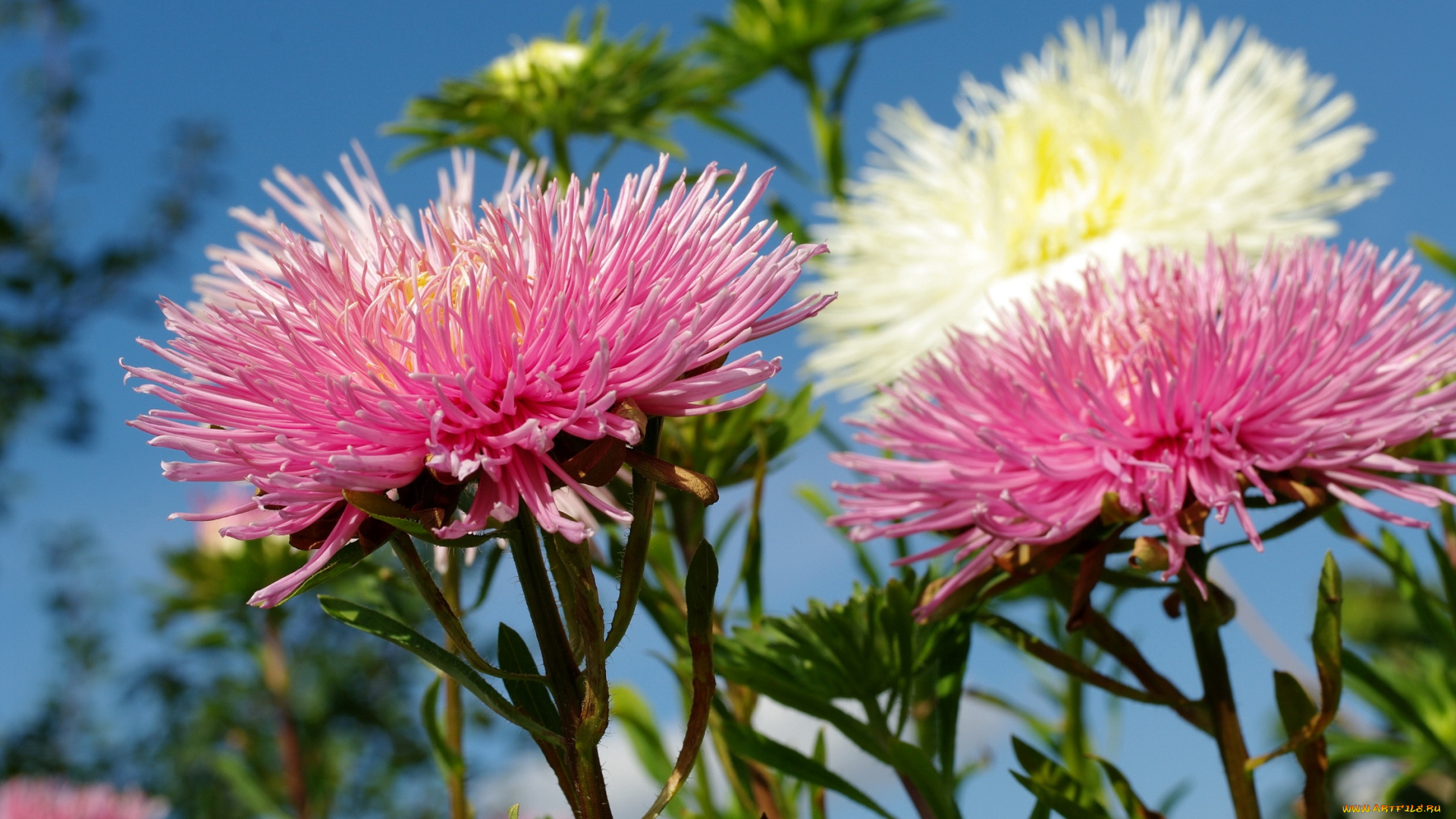 цветы, астры