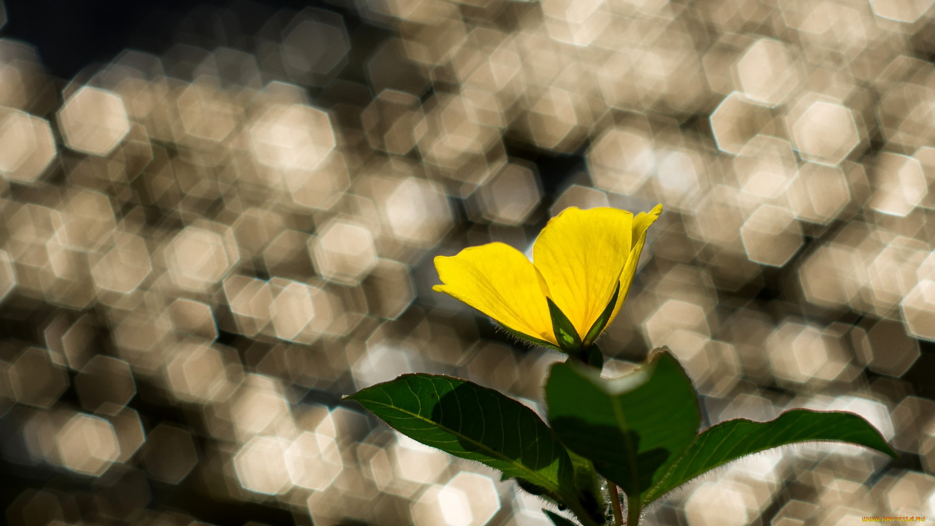 цветы, блики, листья, желтый, цветок