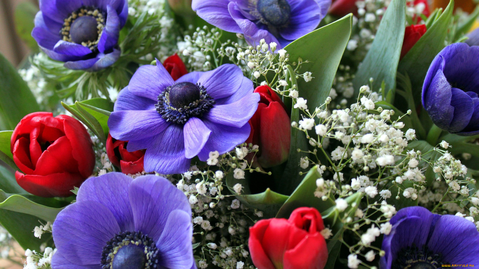 цветы, букеты, , композиции, гипсофила, тюльпаны, анемоны