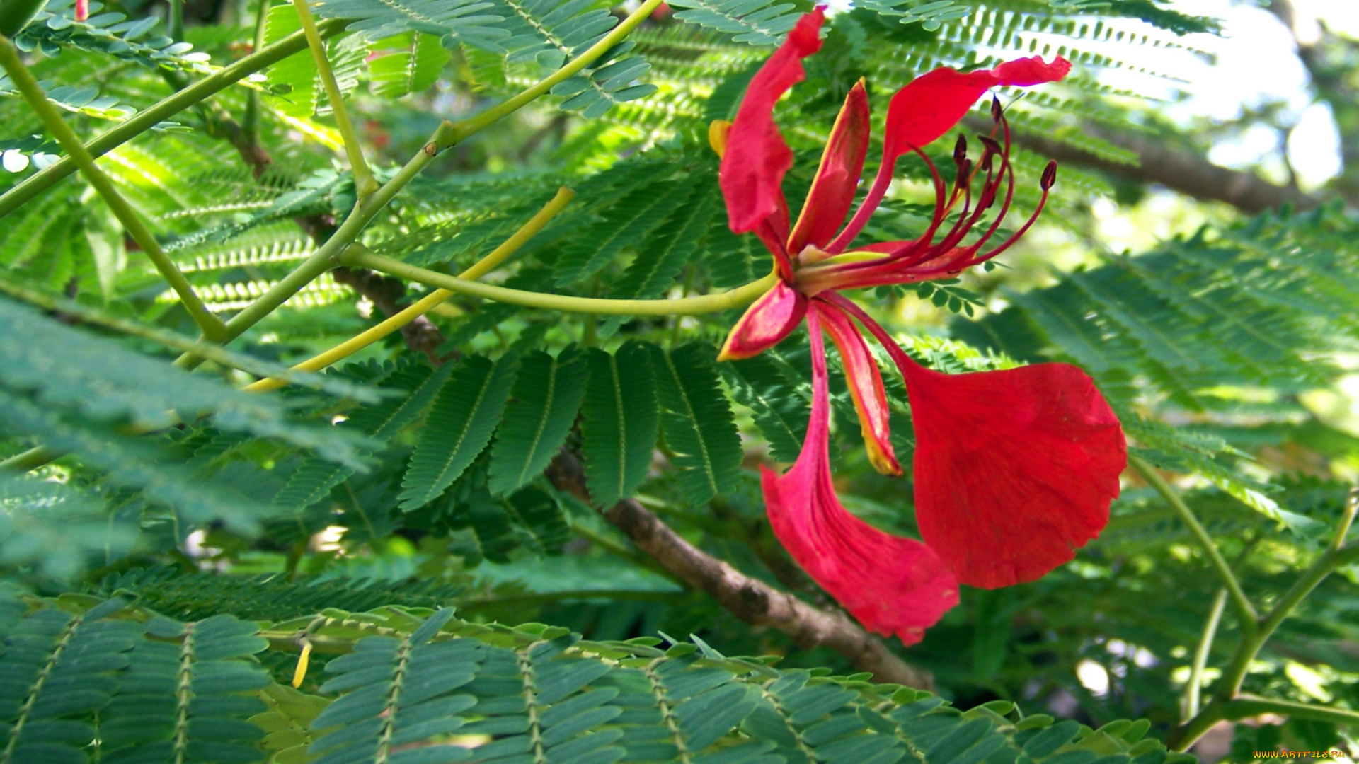 цветы, делоникс, королевский, , огненное, дерево, экзотика