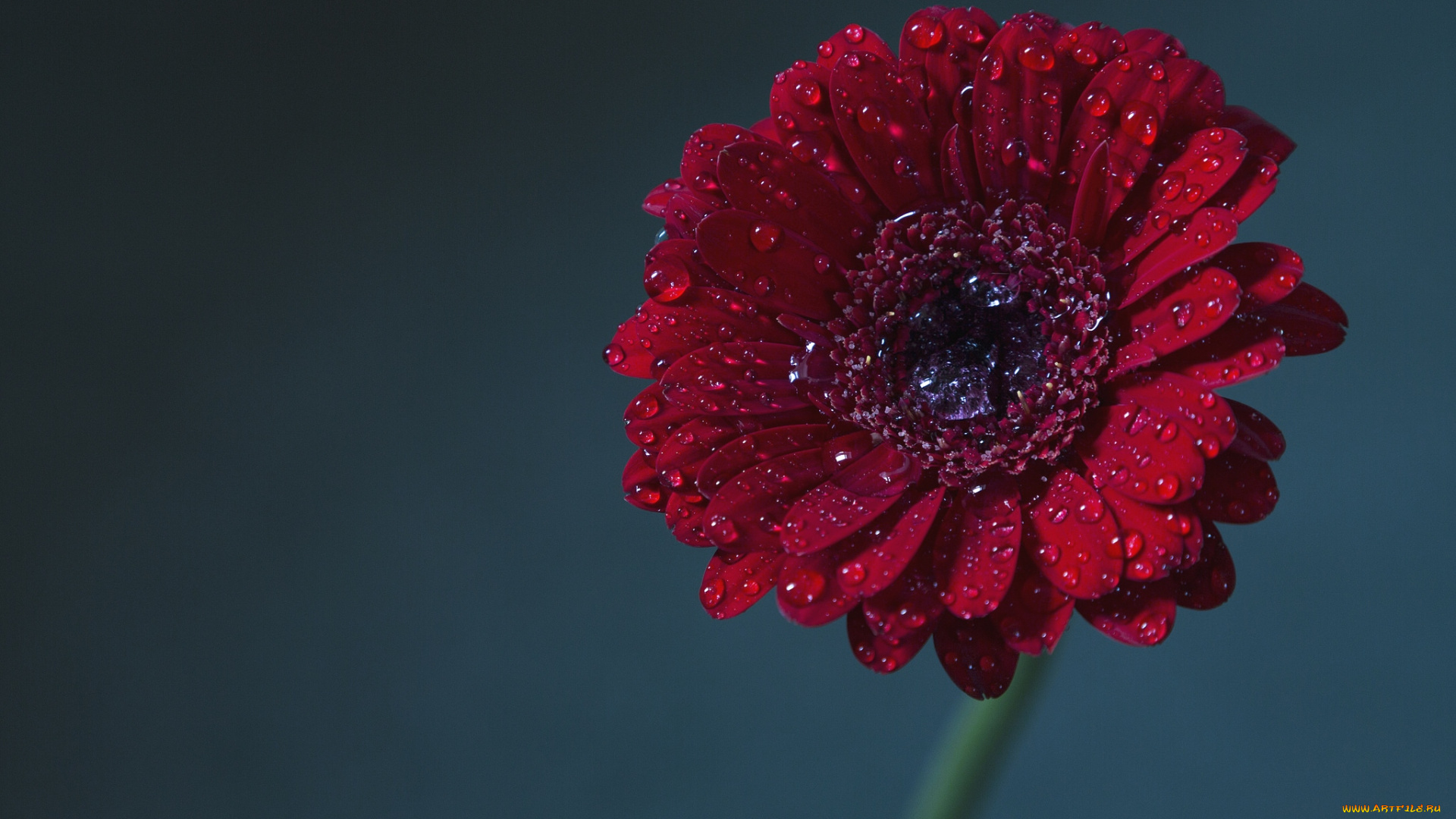 цветы, герберы, бордо