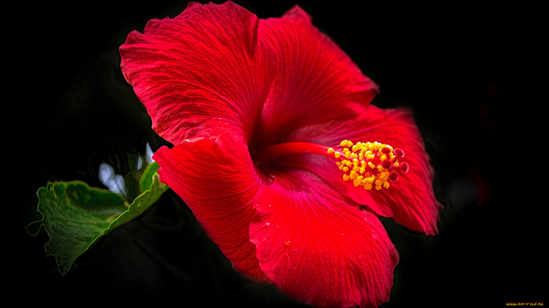 цветы, гибискусы, красный