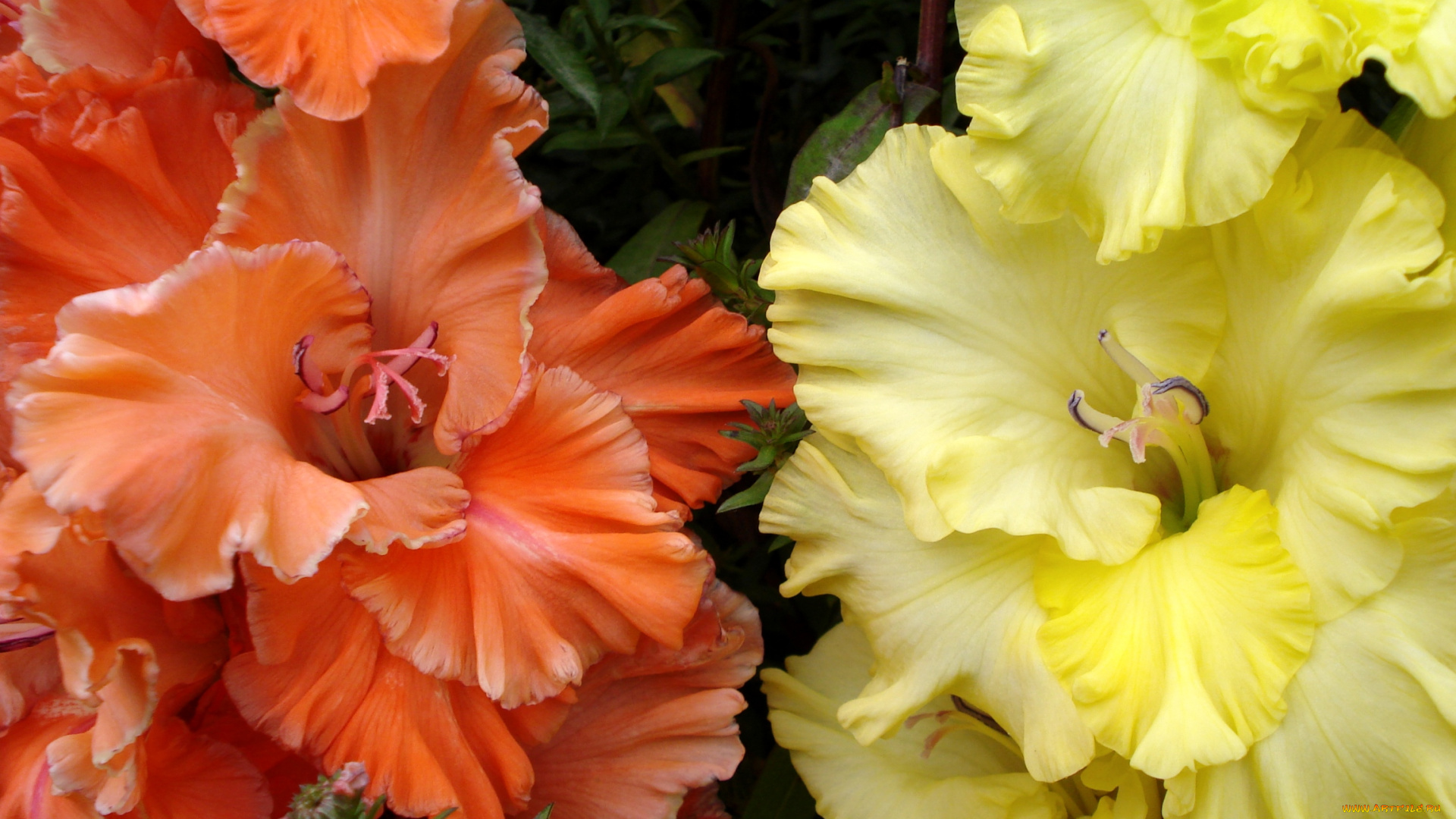 цветы, гладиолусы, макро