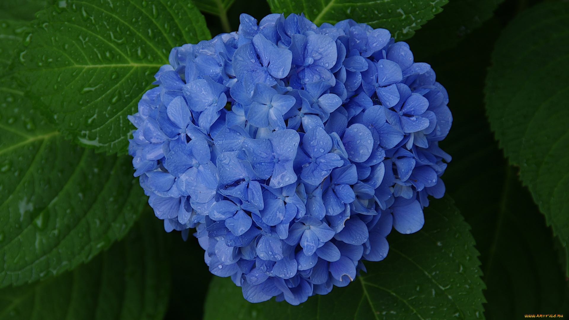 цветы, гортензия, цветки, куст, листья, синяя