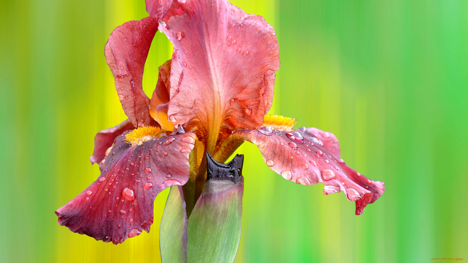 цветы, ирисы, ирис, розовый