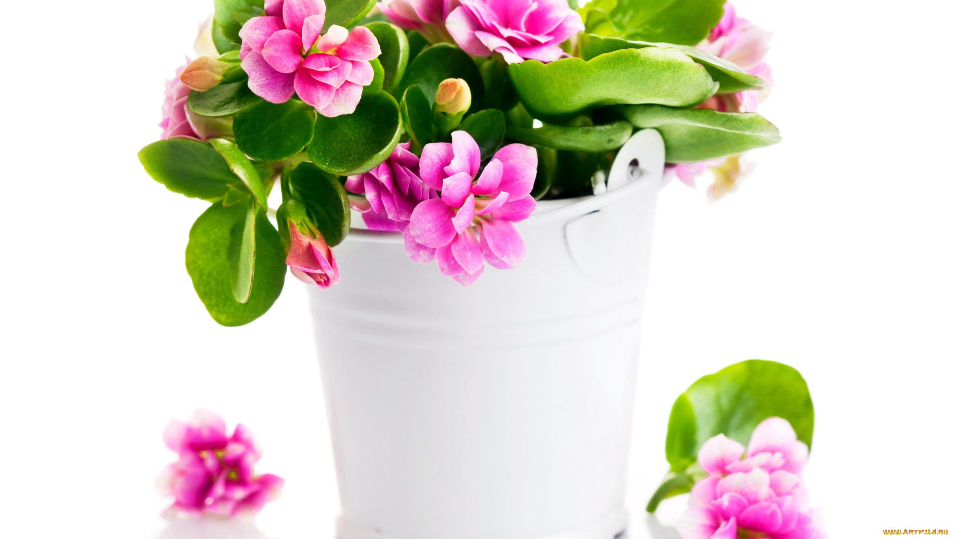 цветы, каланхоэ, розовый