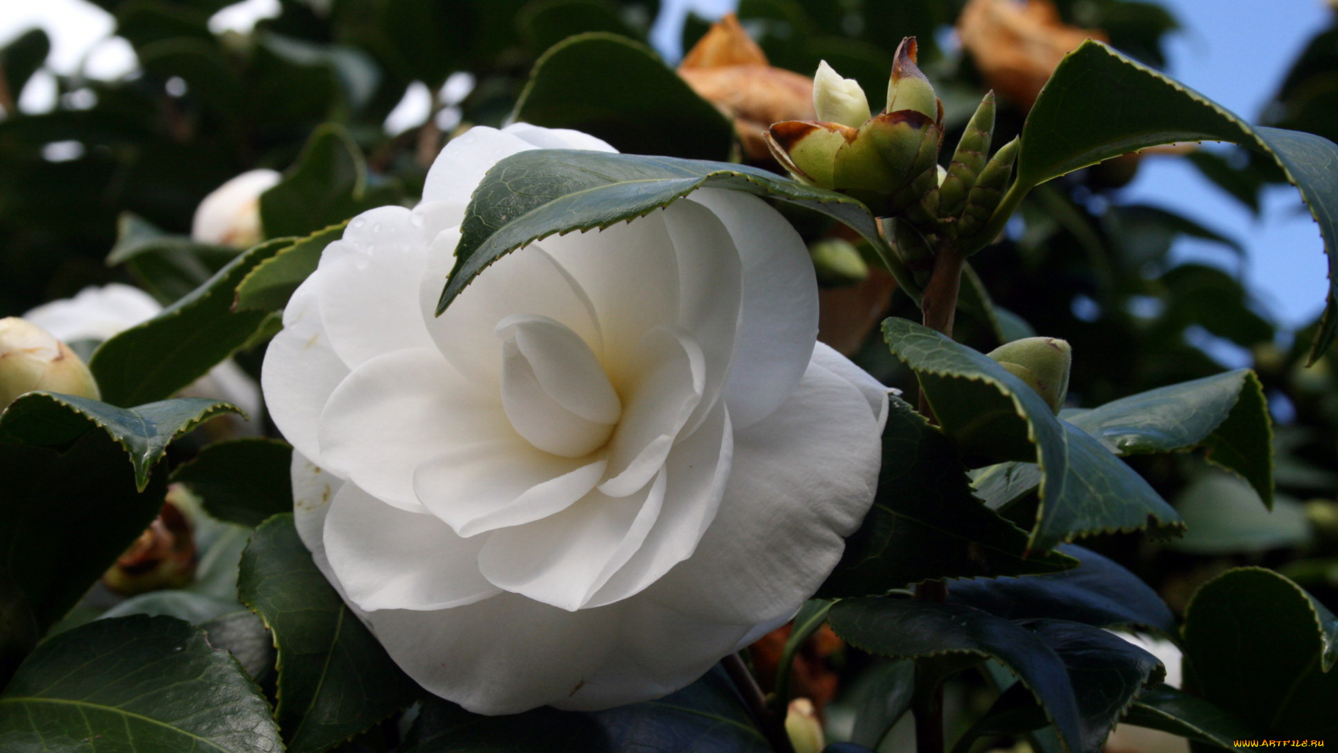 цветы, камелии, белый