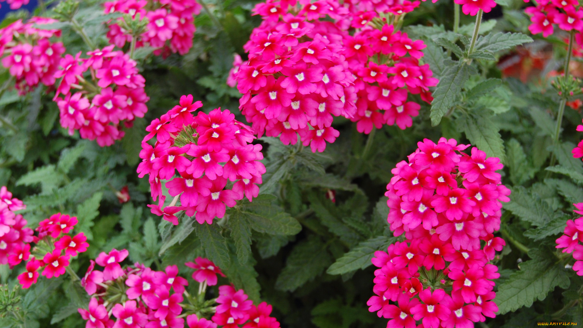 цветы, лантана, , вербена, вербена, красный