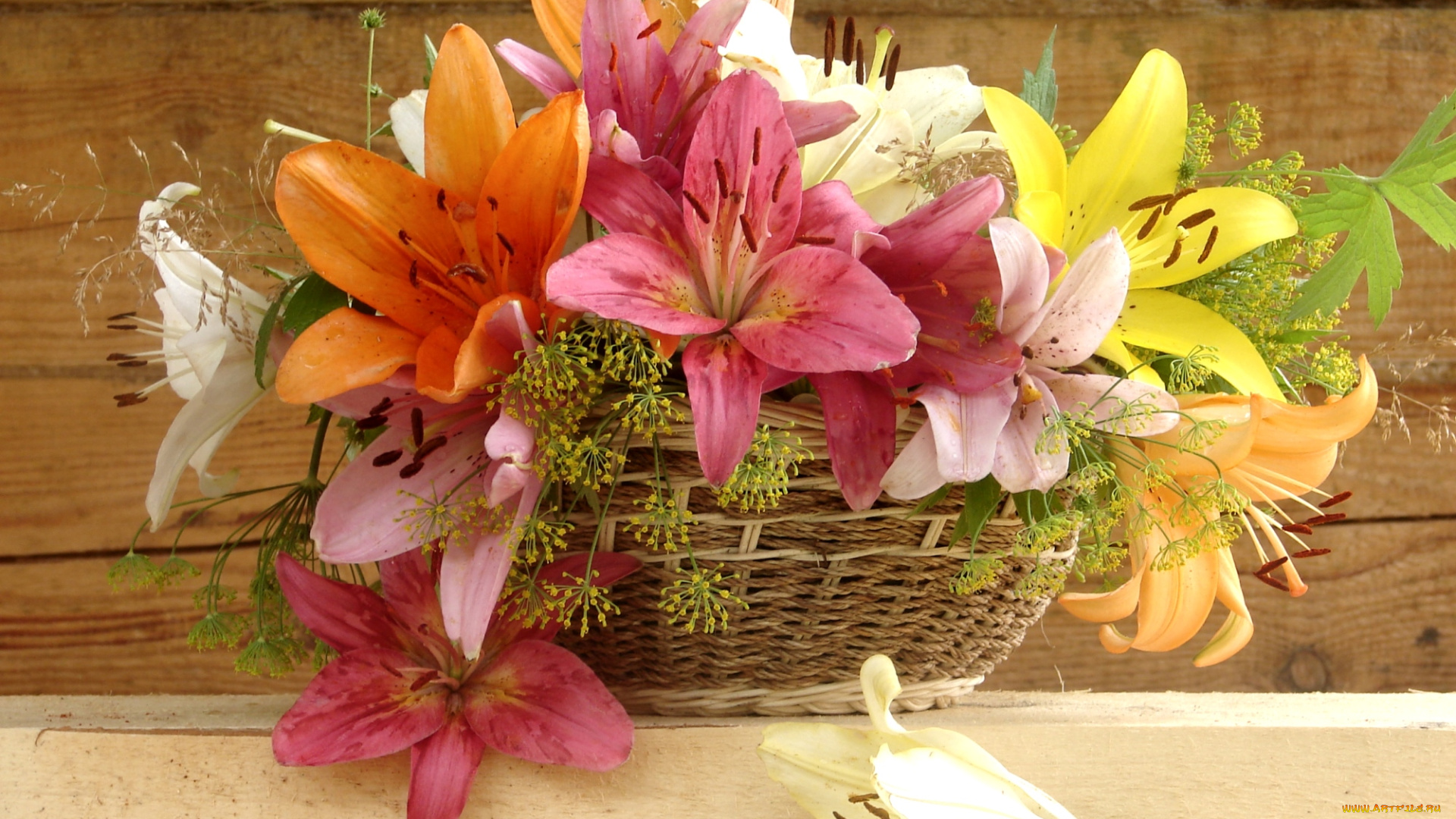 цветы, лилии, , лилейники