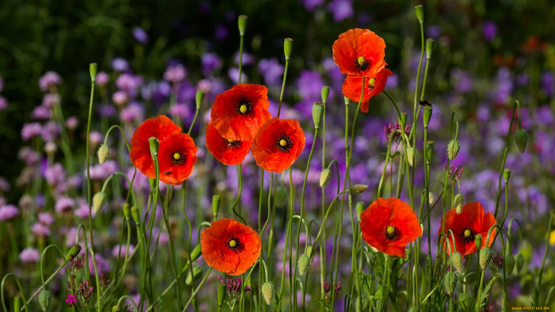 цветы, маки, красные, поле