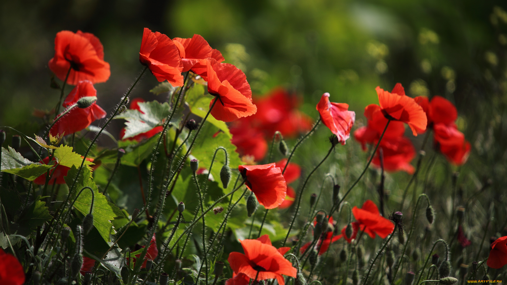 цветы, маки, красные, поле, много