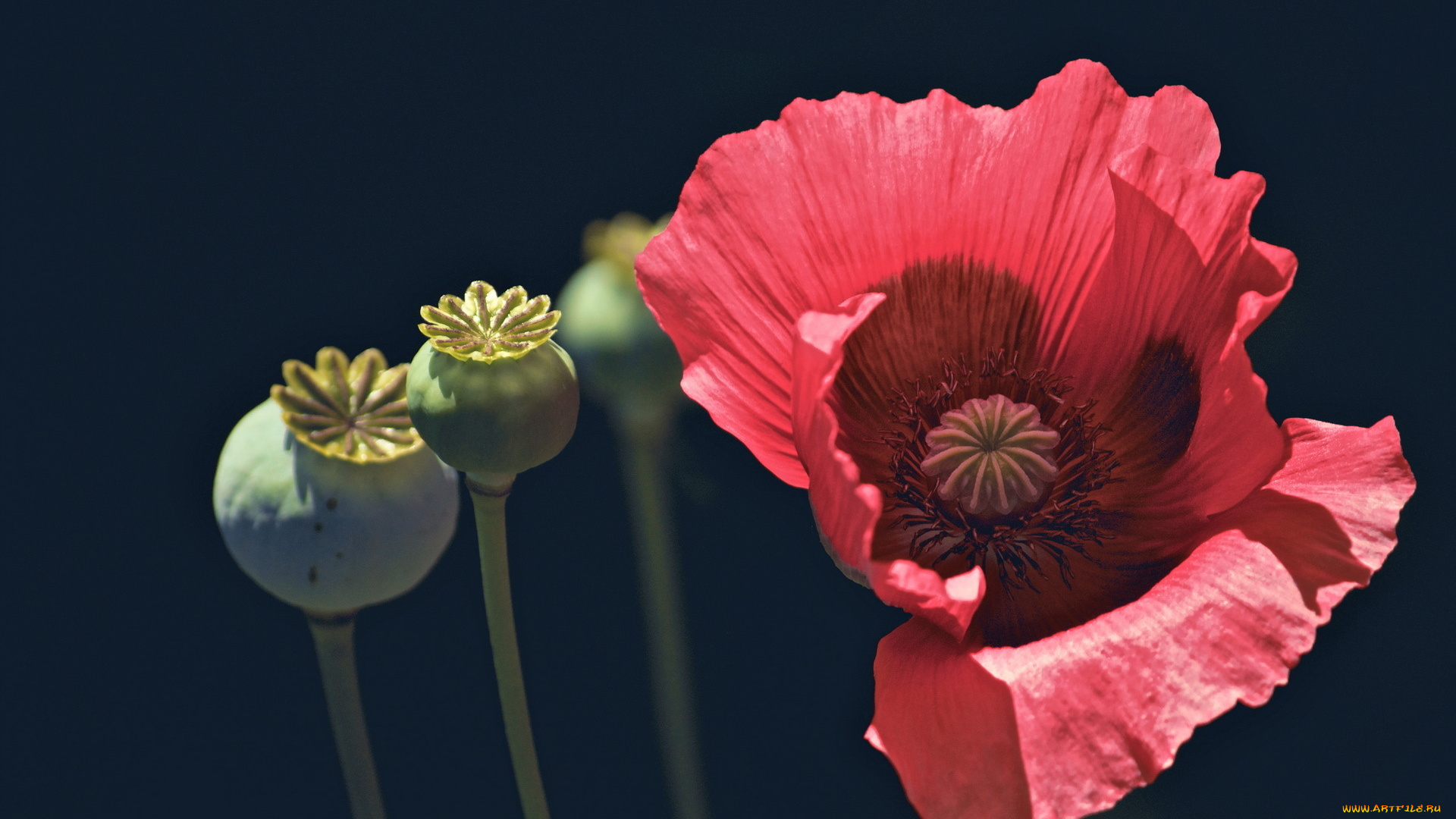 цветы, маки, мак, семенные, коробочки, лепестки, розовый