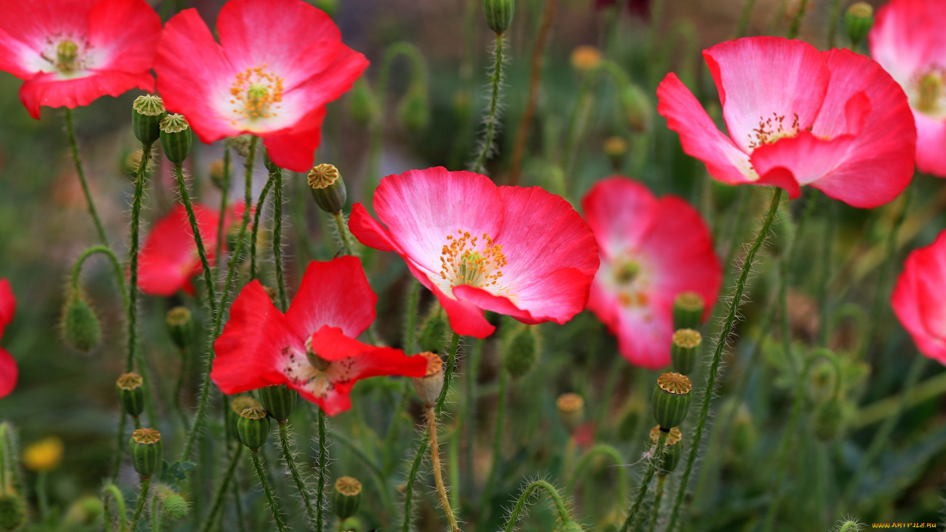 цветы, маки, поле, розовые, трава