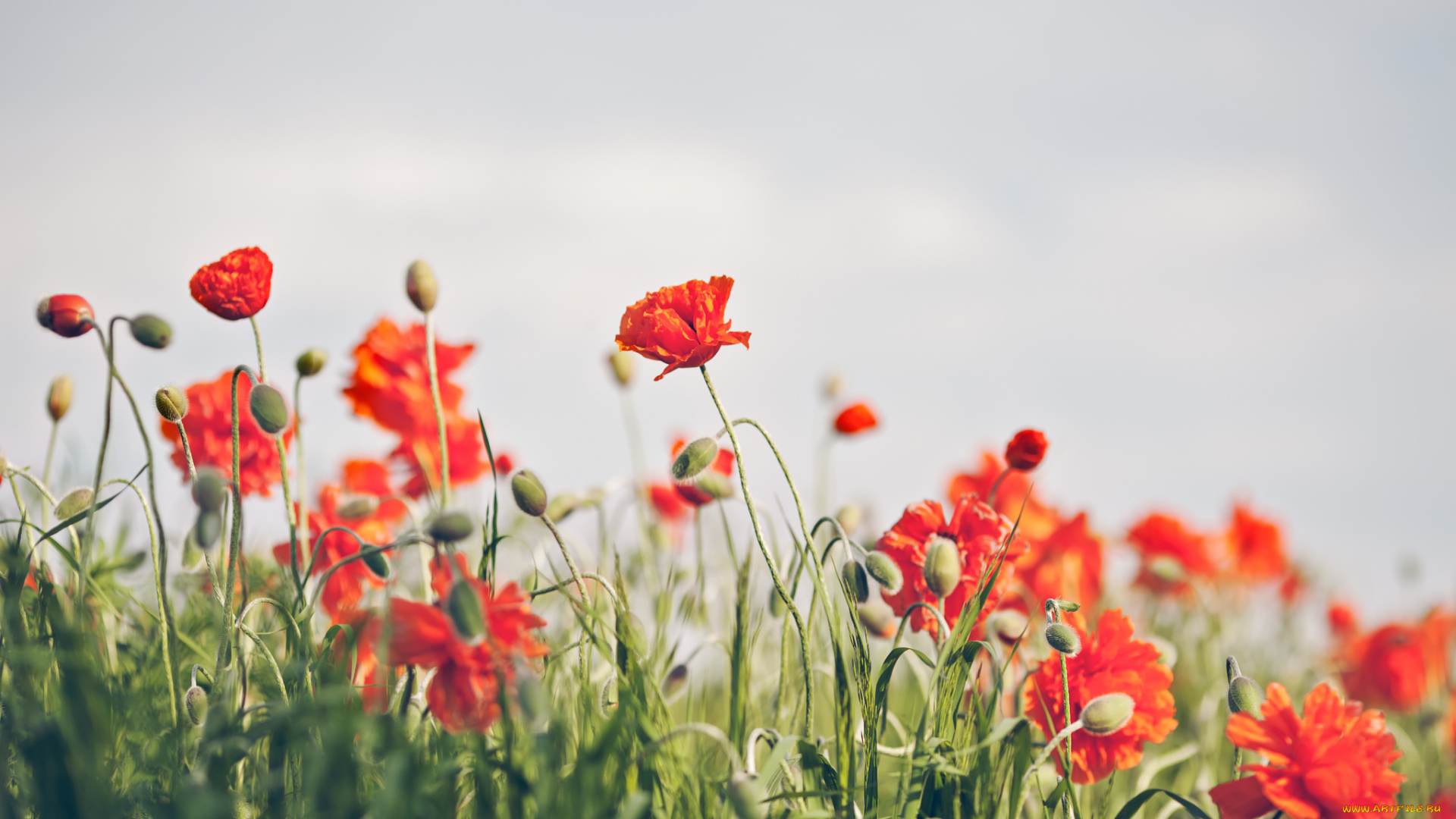 цветы, маки, рыжие, поле, трава