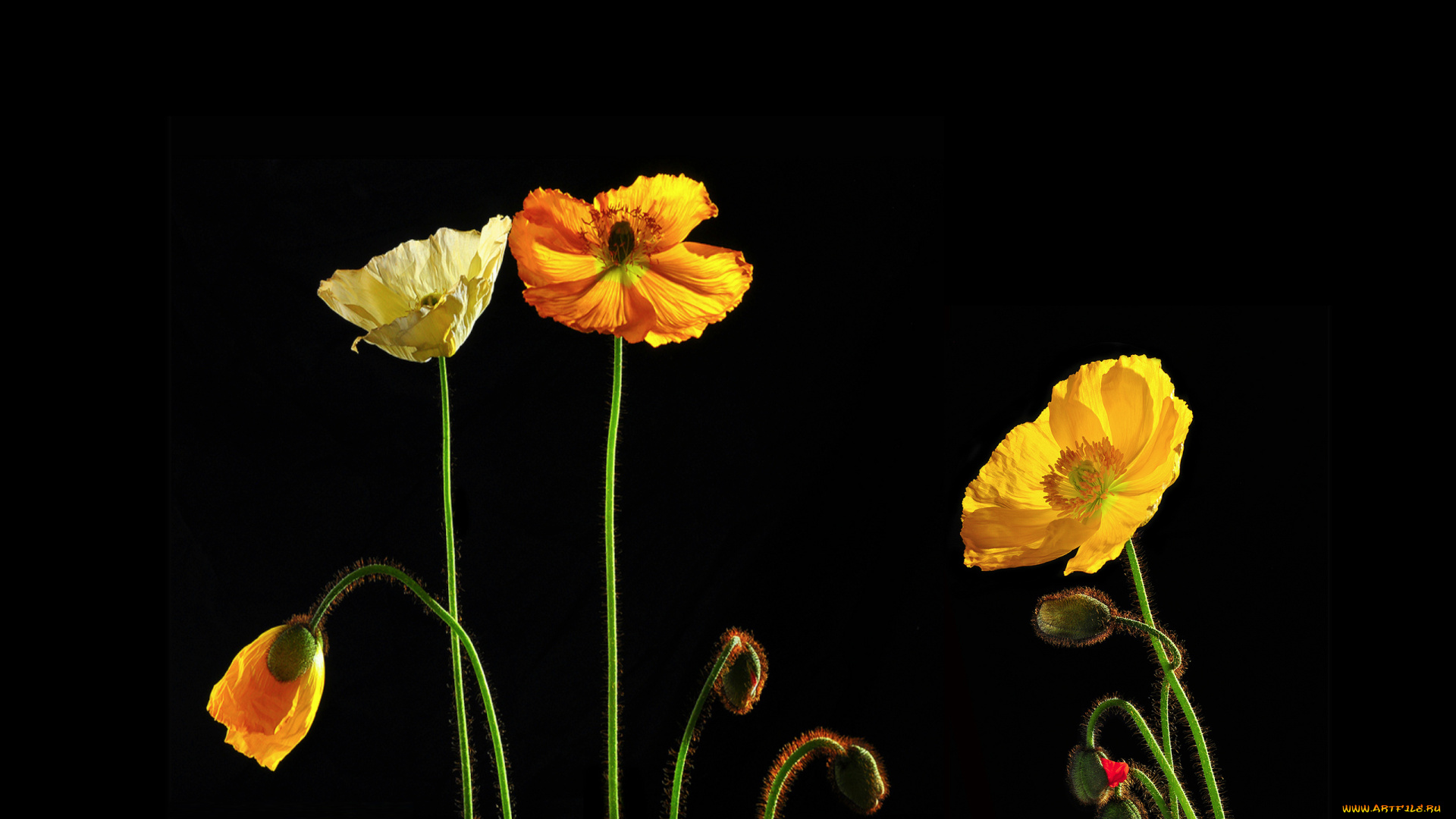 цветы, маки, жёлтые, чёрный, фон, стволики