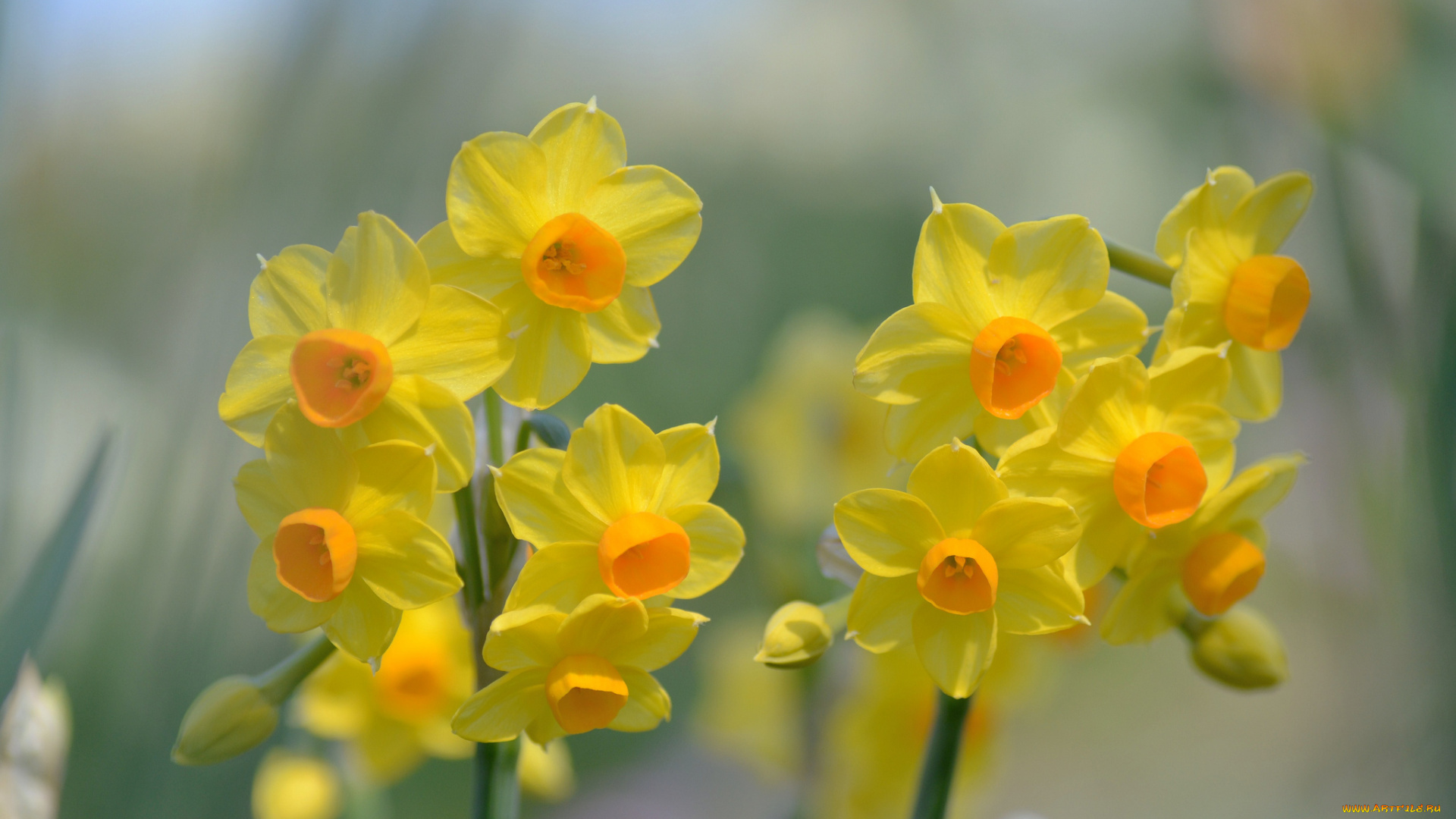 цветы, нарциссы, желтый