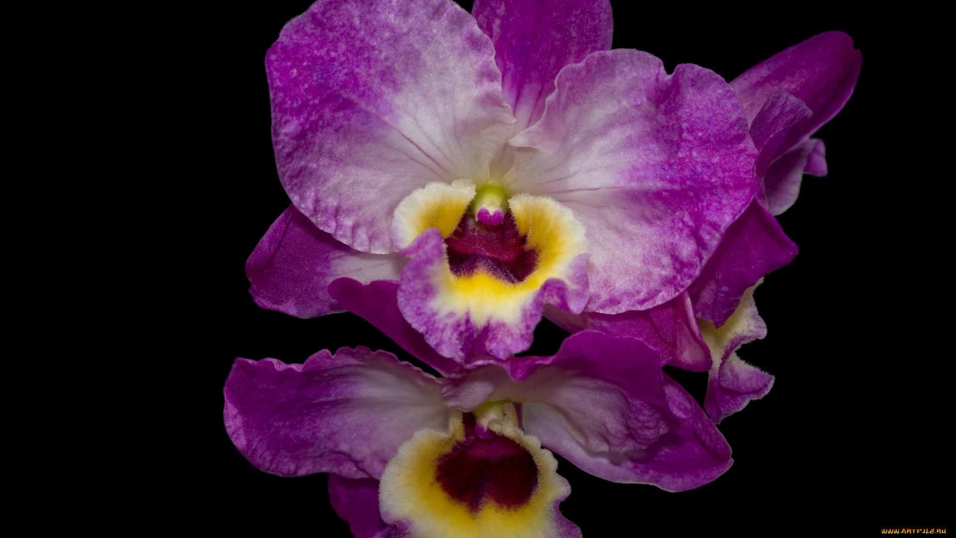 цветы, орхидеи, экзотика