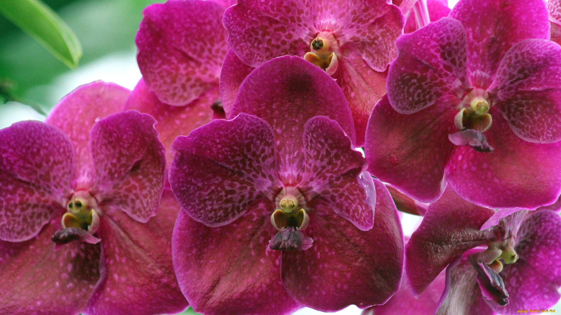 цветы, орхидеи, экзотика