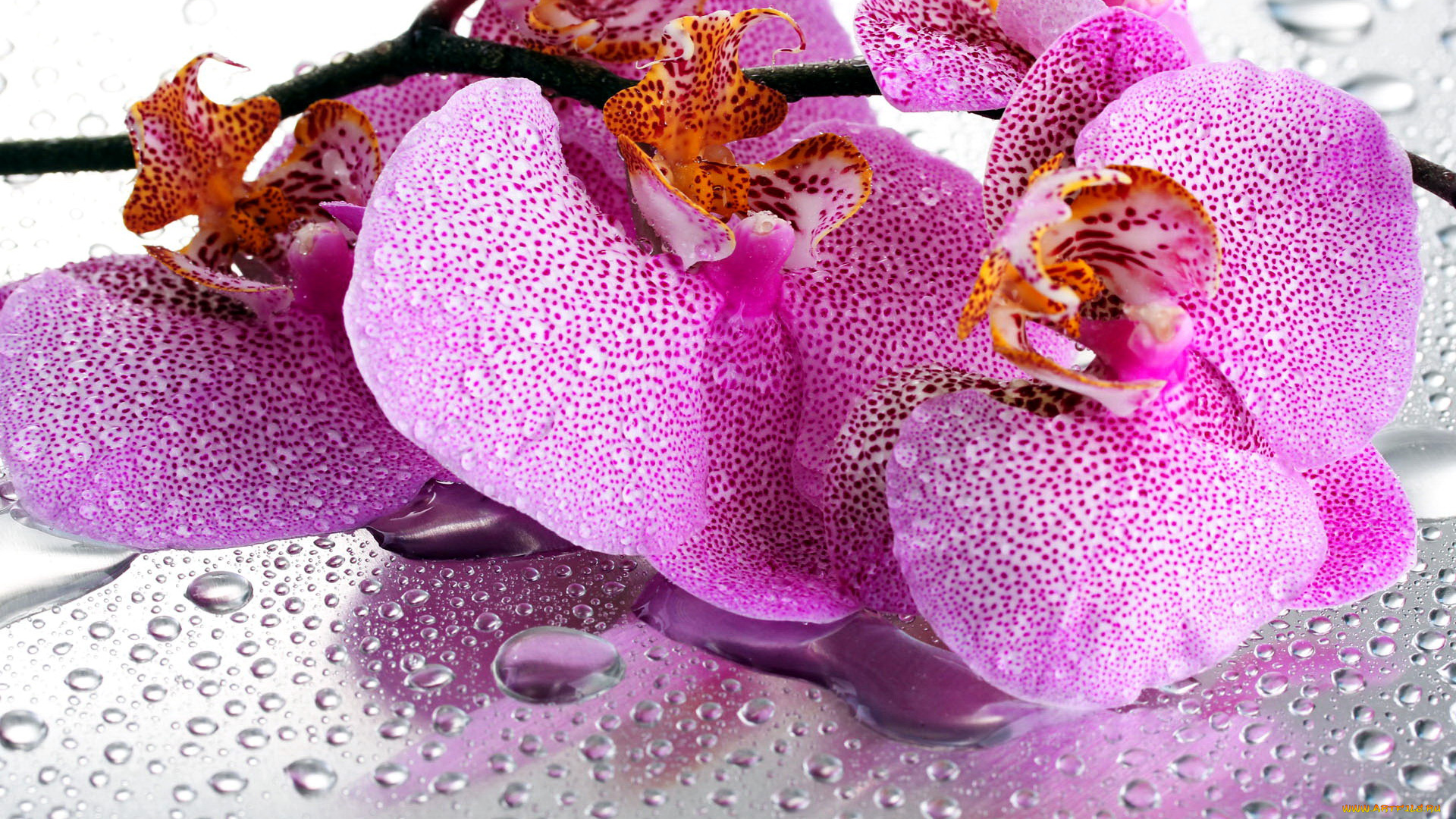 цветы, орхидеи, капли, крапинки
