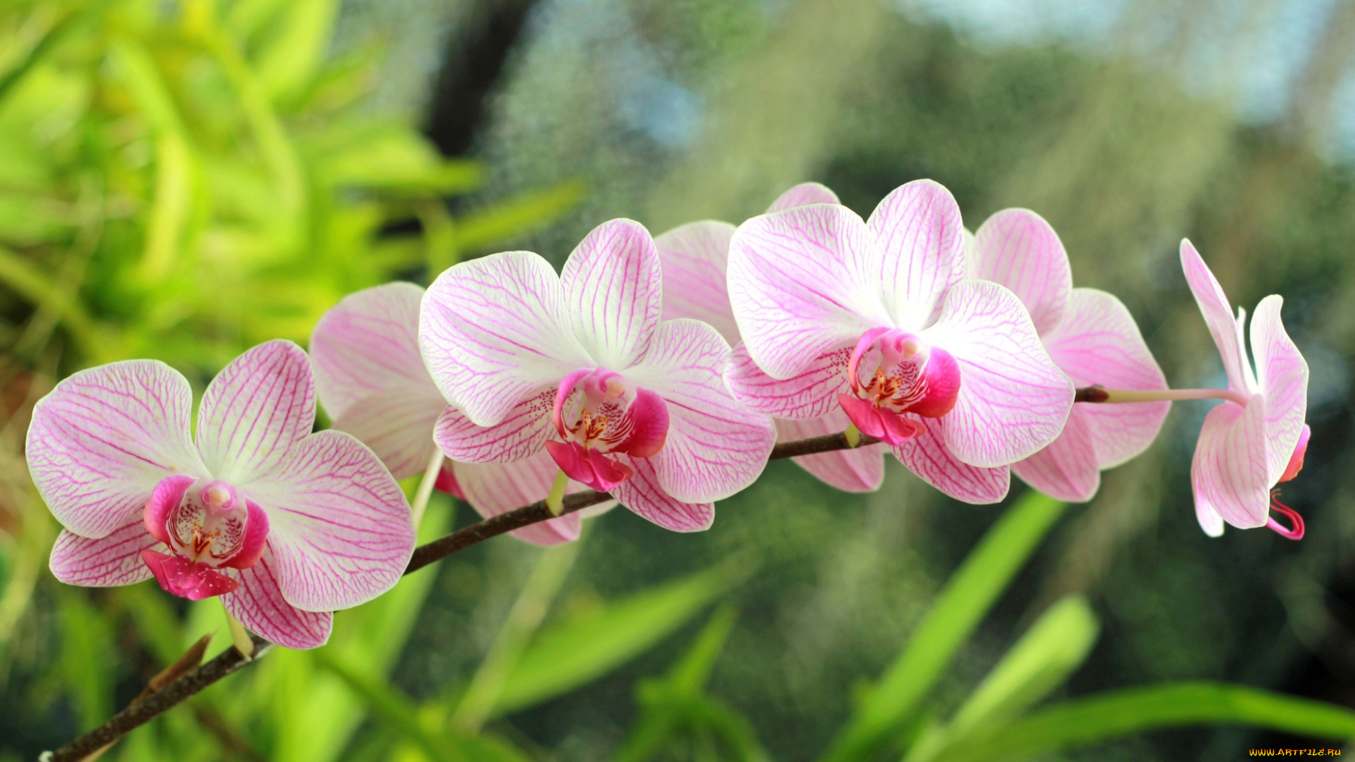 цветы, орхидеи, розовая, орхидея, фон