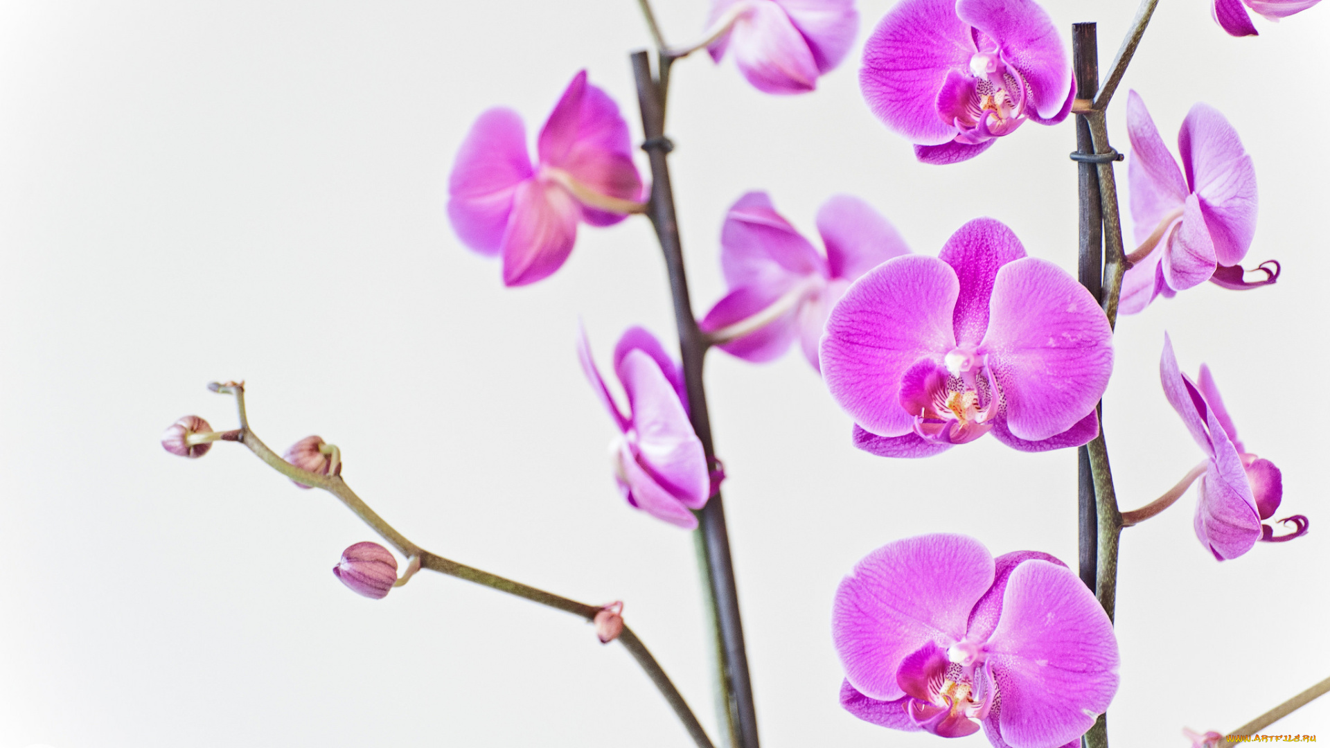 цветы, орхидеи, розовый