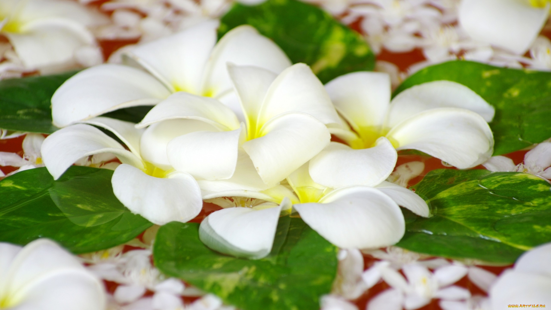 цветы, плюмерия, белые, вода, лепестки