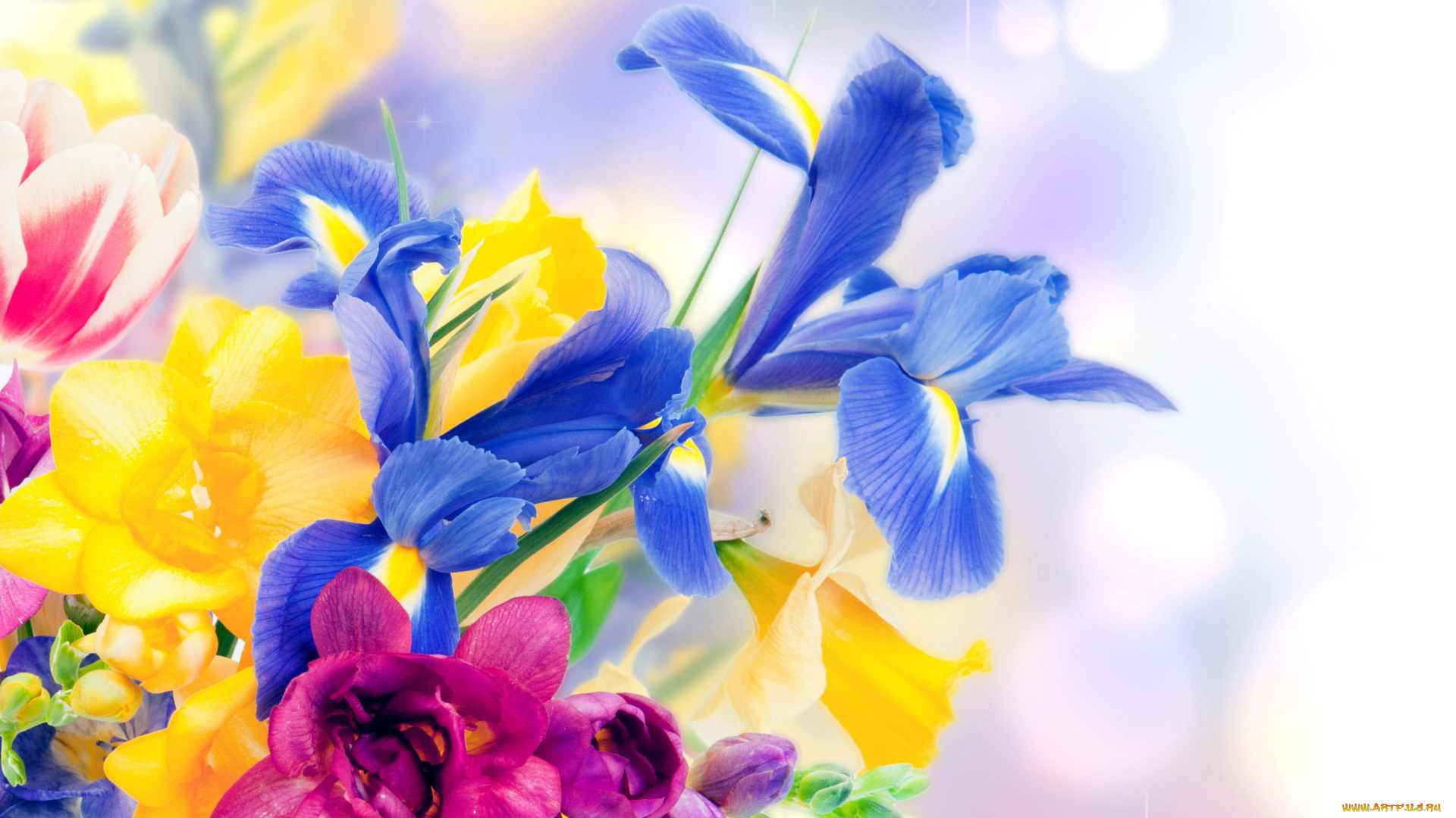 цветы, разные, вместе, фрезия, нарцисс, тюльпан, ирис