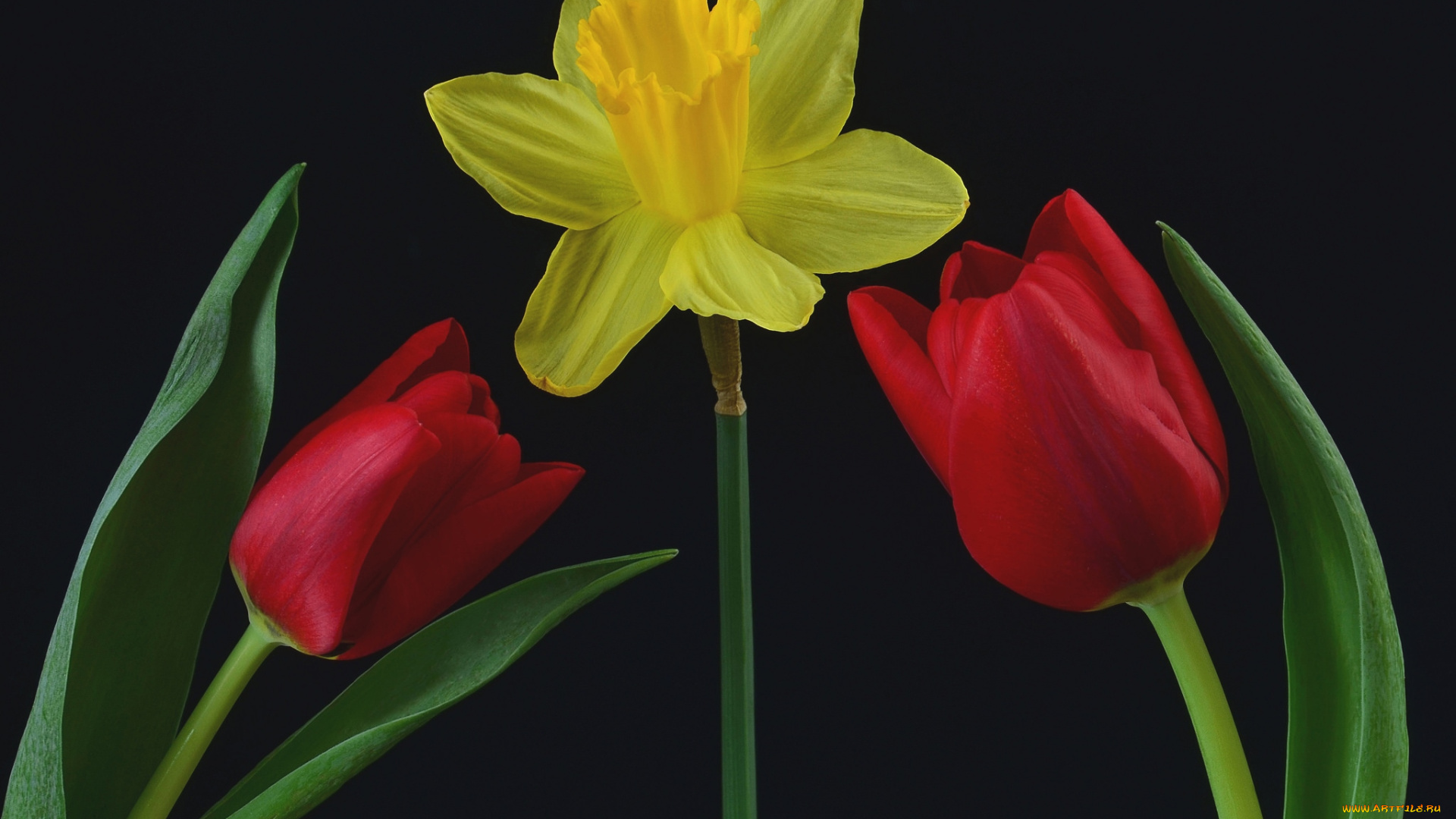 цветы, разные, вместе, тюльпаны, нарцисс