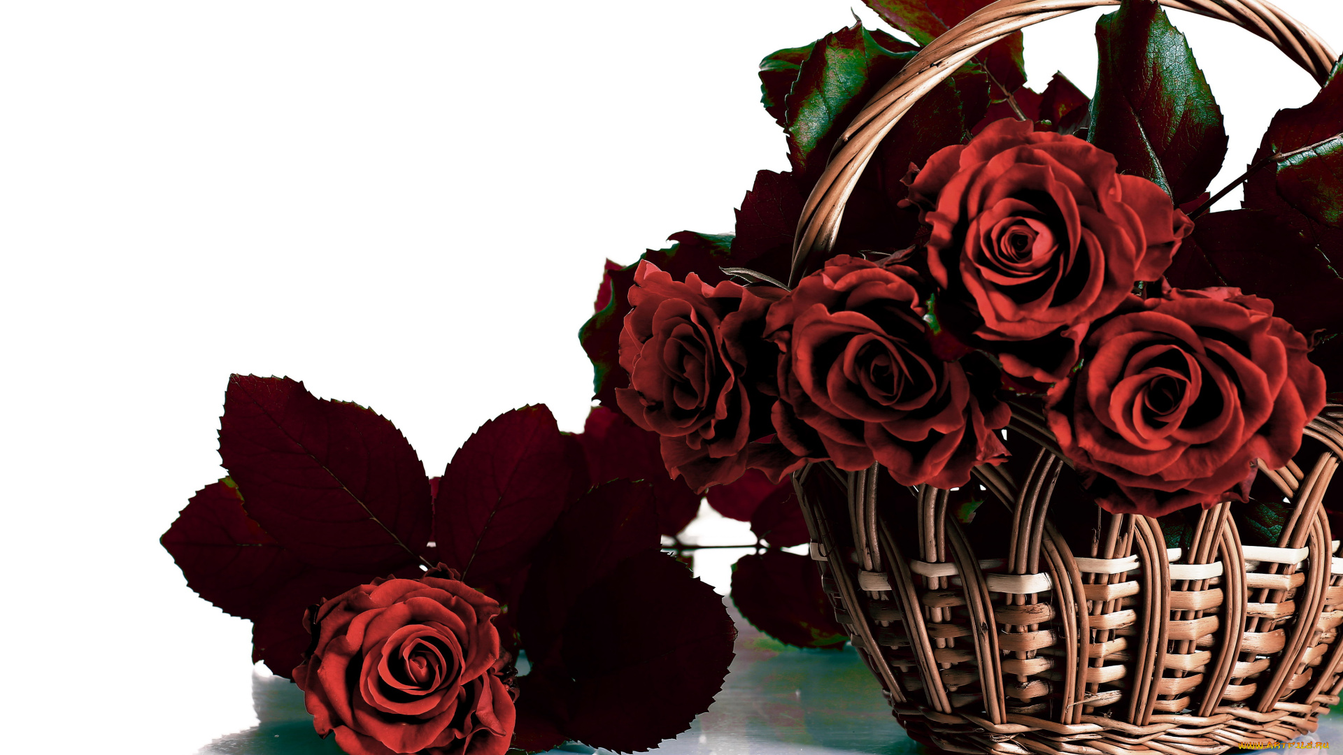 цветы, розы, корзинка