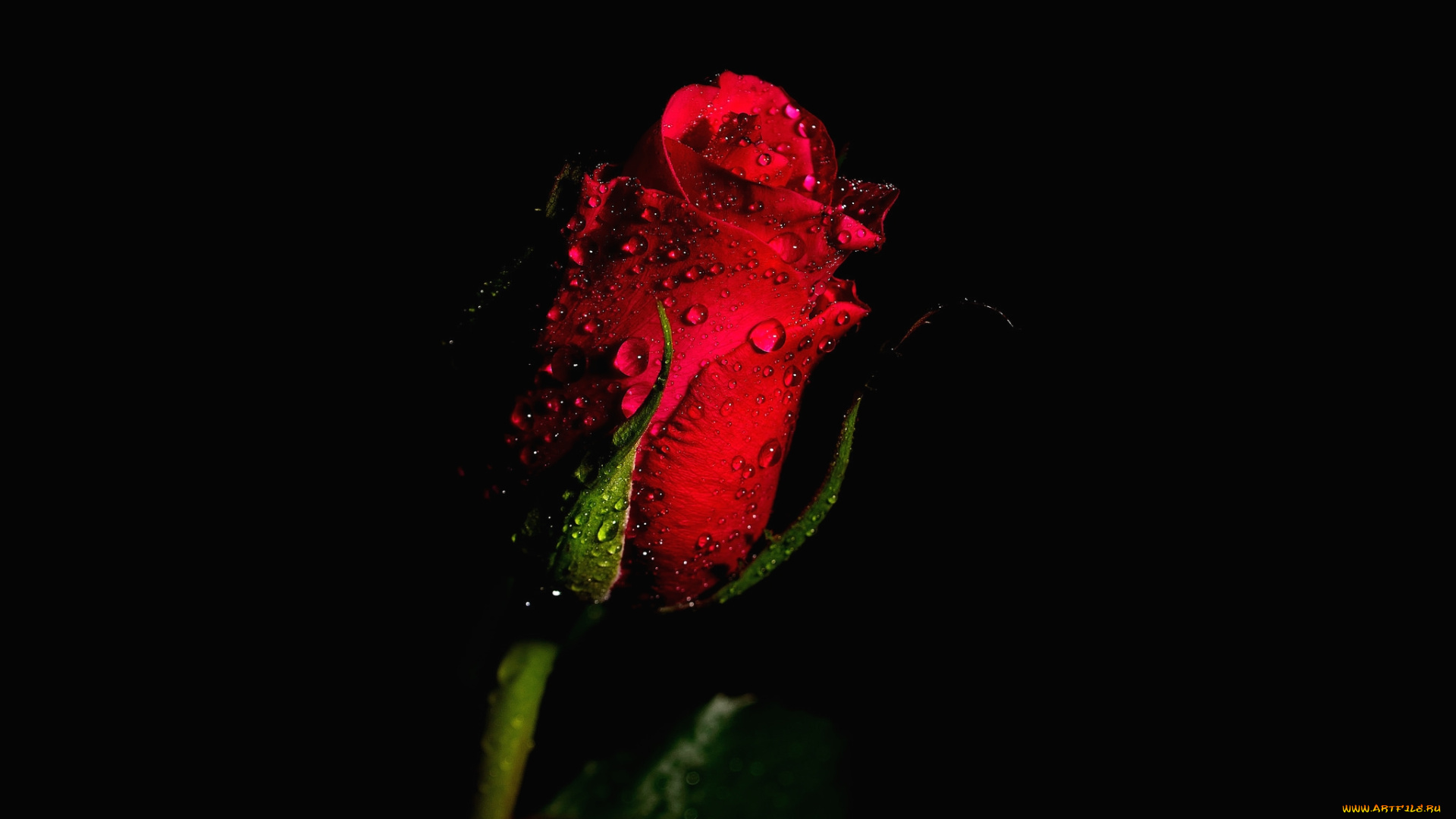 цветы, розы, красный