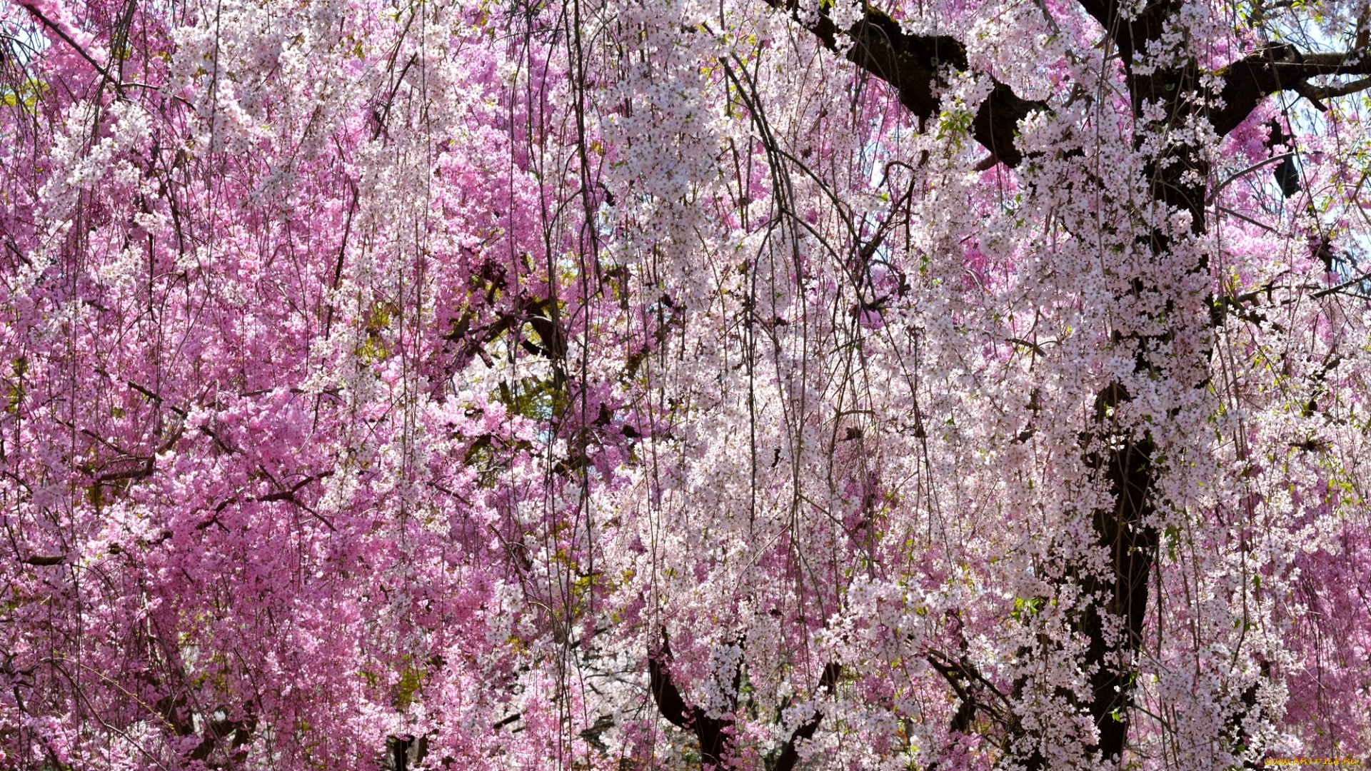 цветы, сакура, , вишня, весна