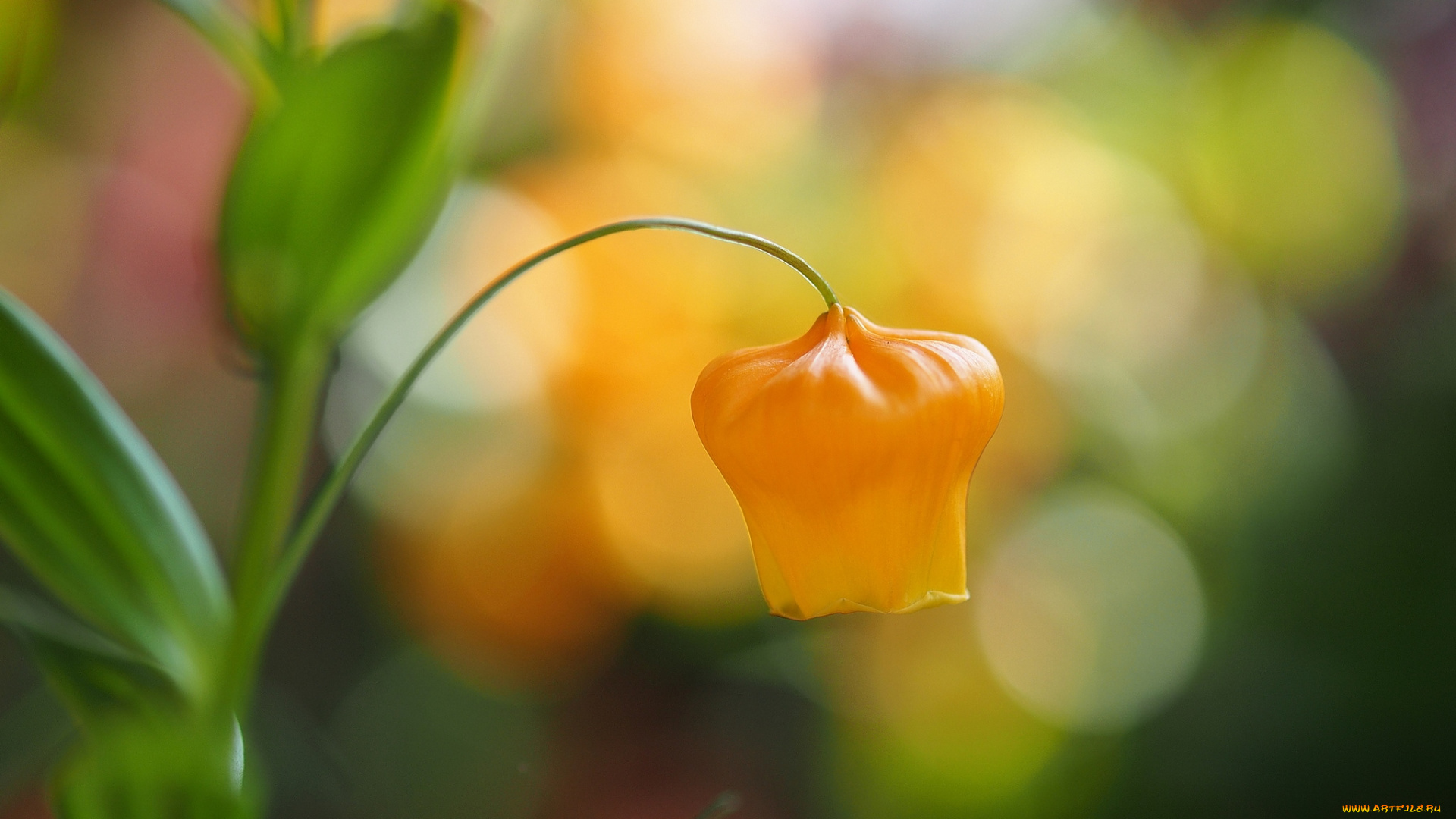 цветы, сандерсония, , золотой, ландыш, желтый