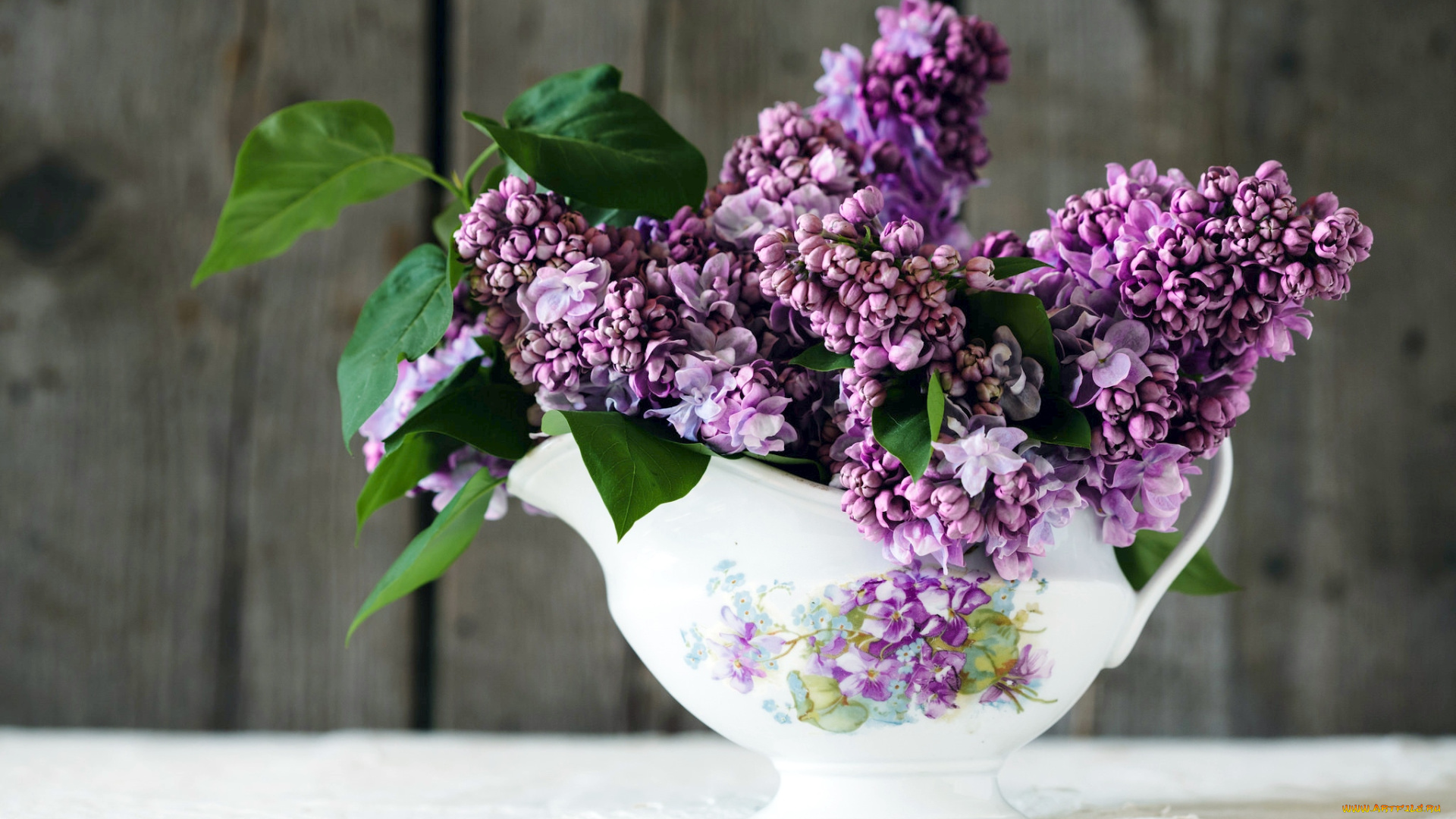 цветы, сирень