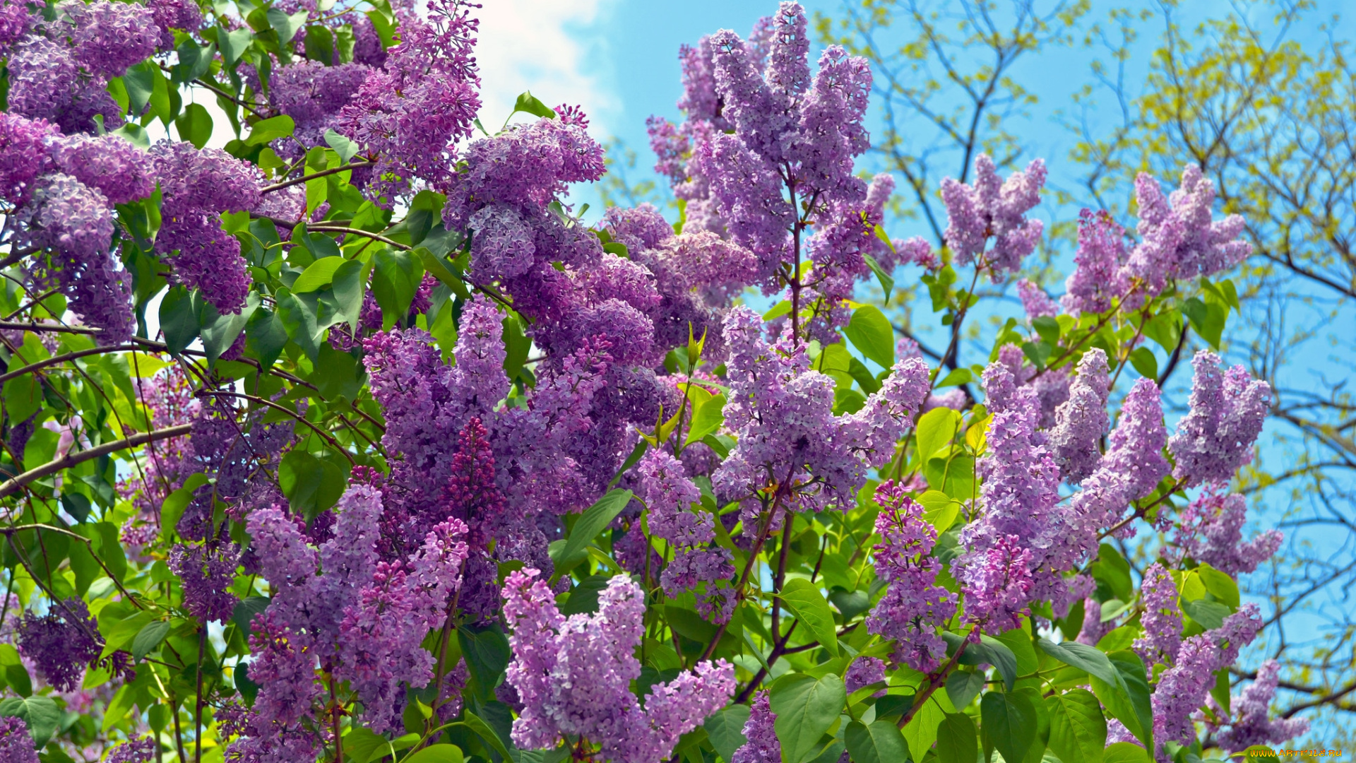 цветы, сирень, весна