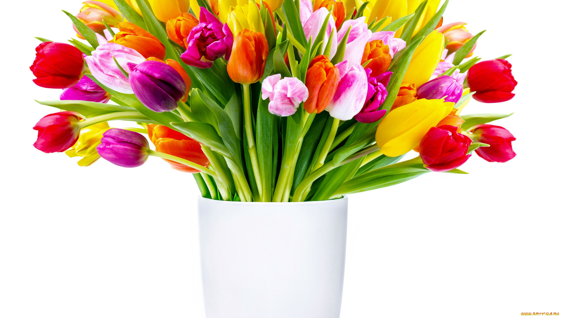 цветы, тюльпаны, красный, оранжевый, желтый