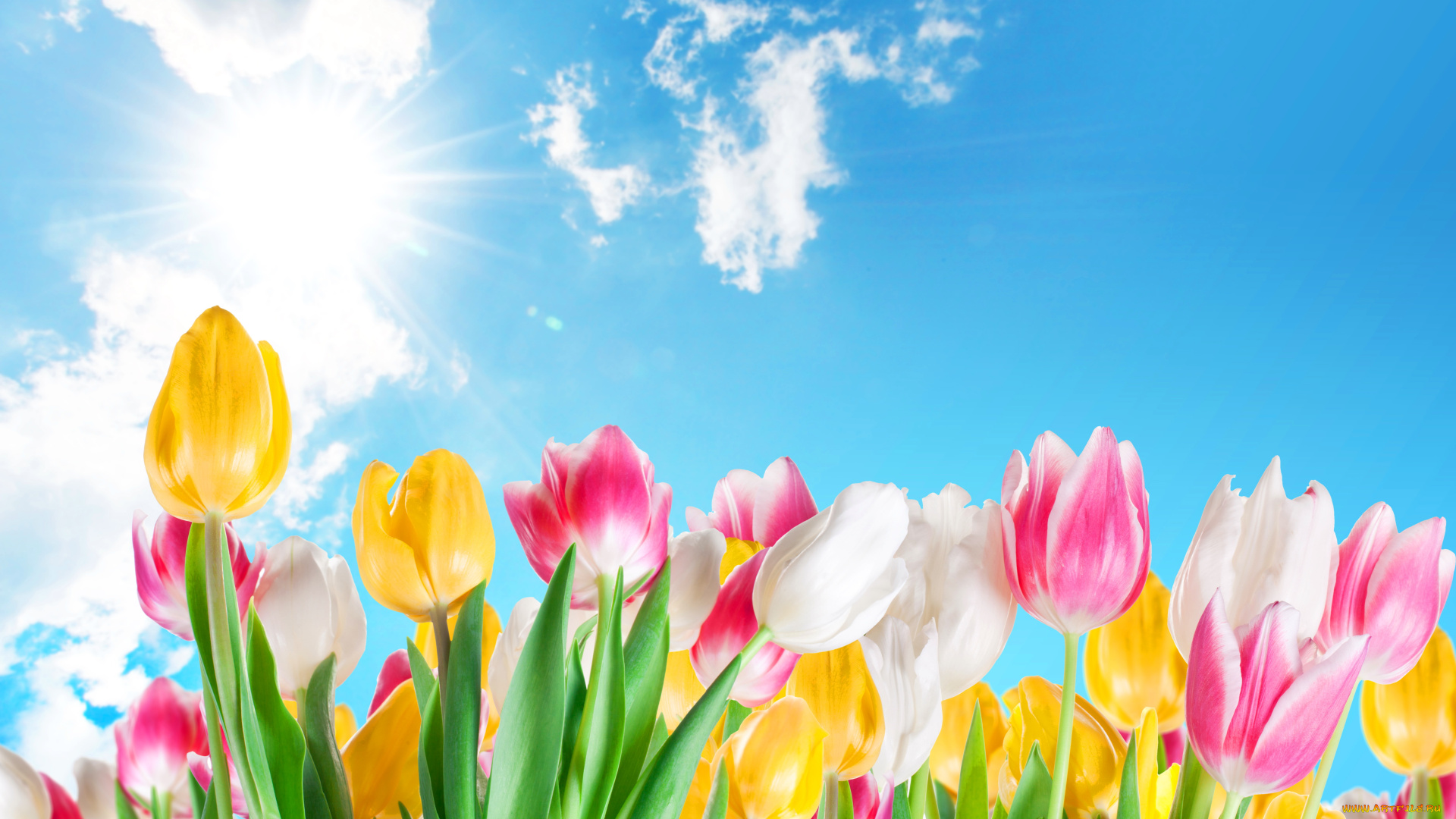 цветы, тюльпаны, много