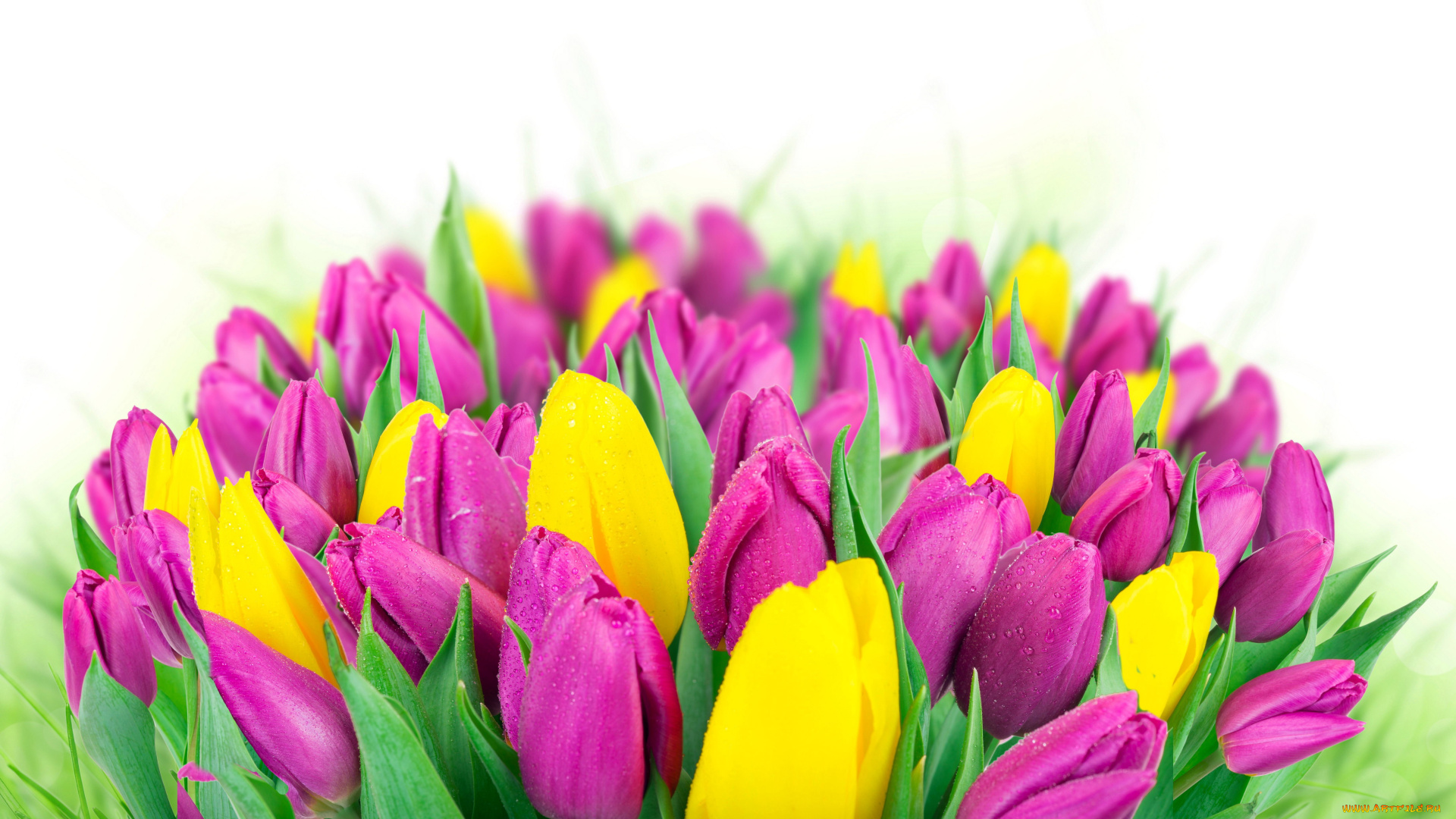 цветы, тюльпаны, сиреневый, желтый