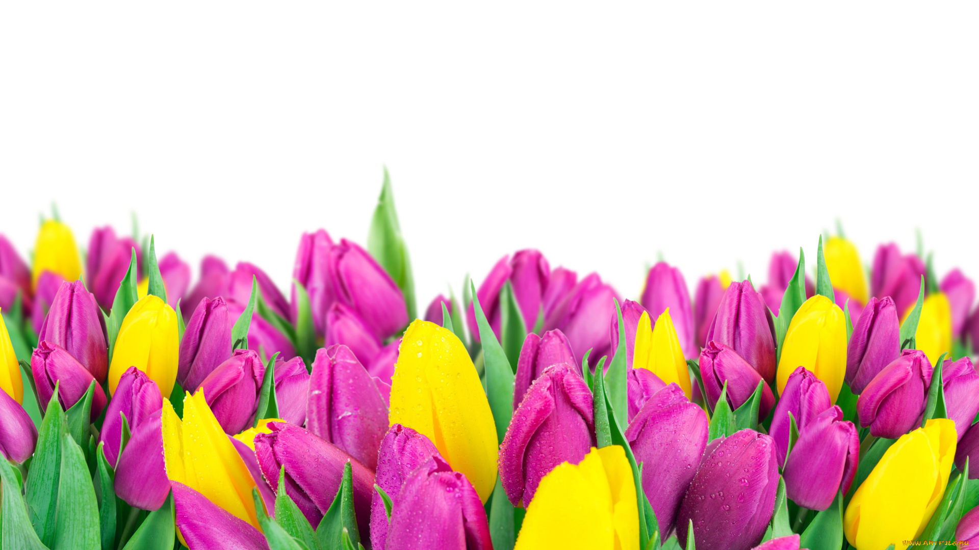 цветы, тюльпаны, сиреневый, желтый