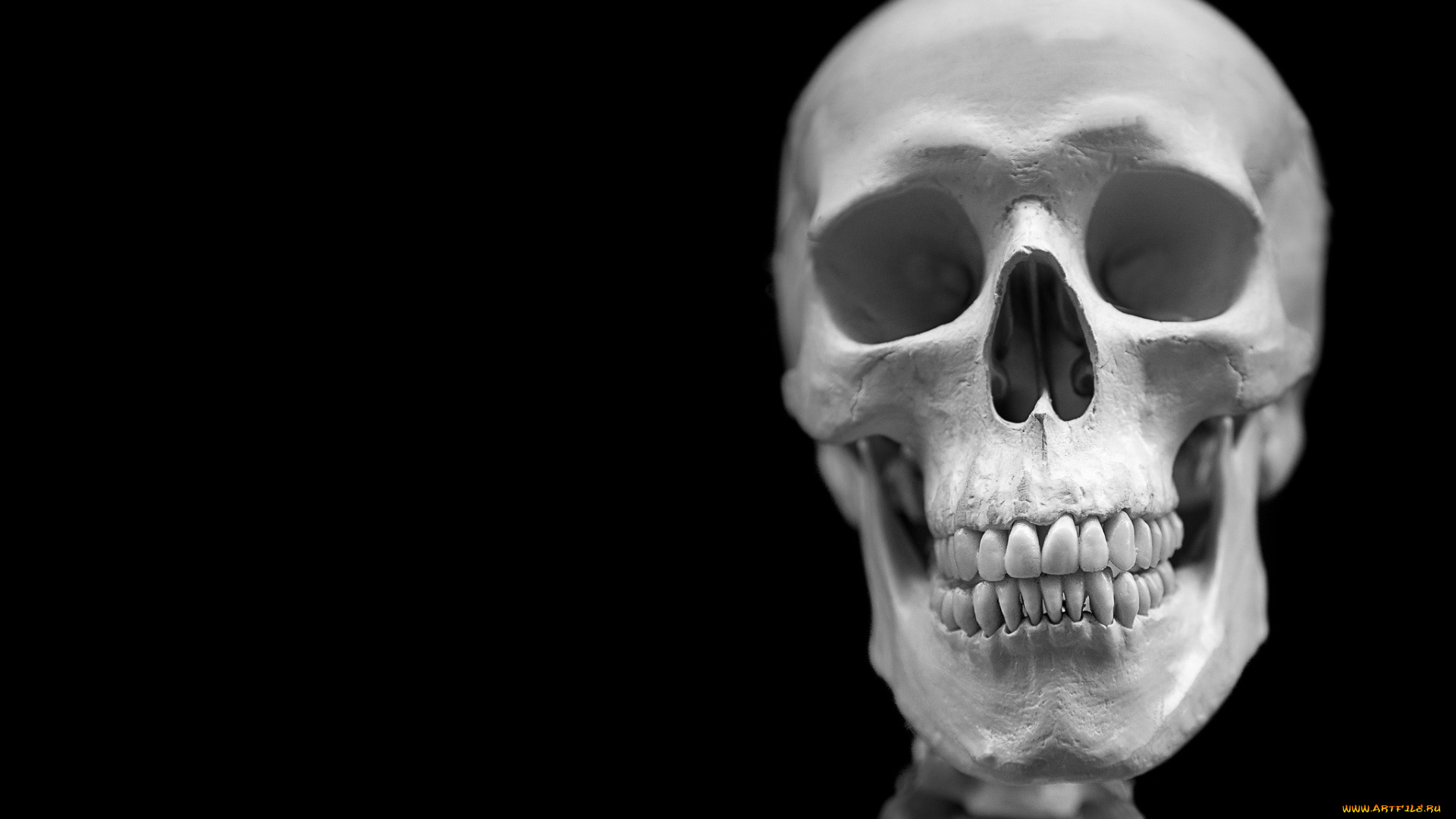 разное, кости, , рентген, череп